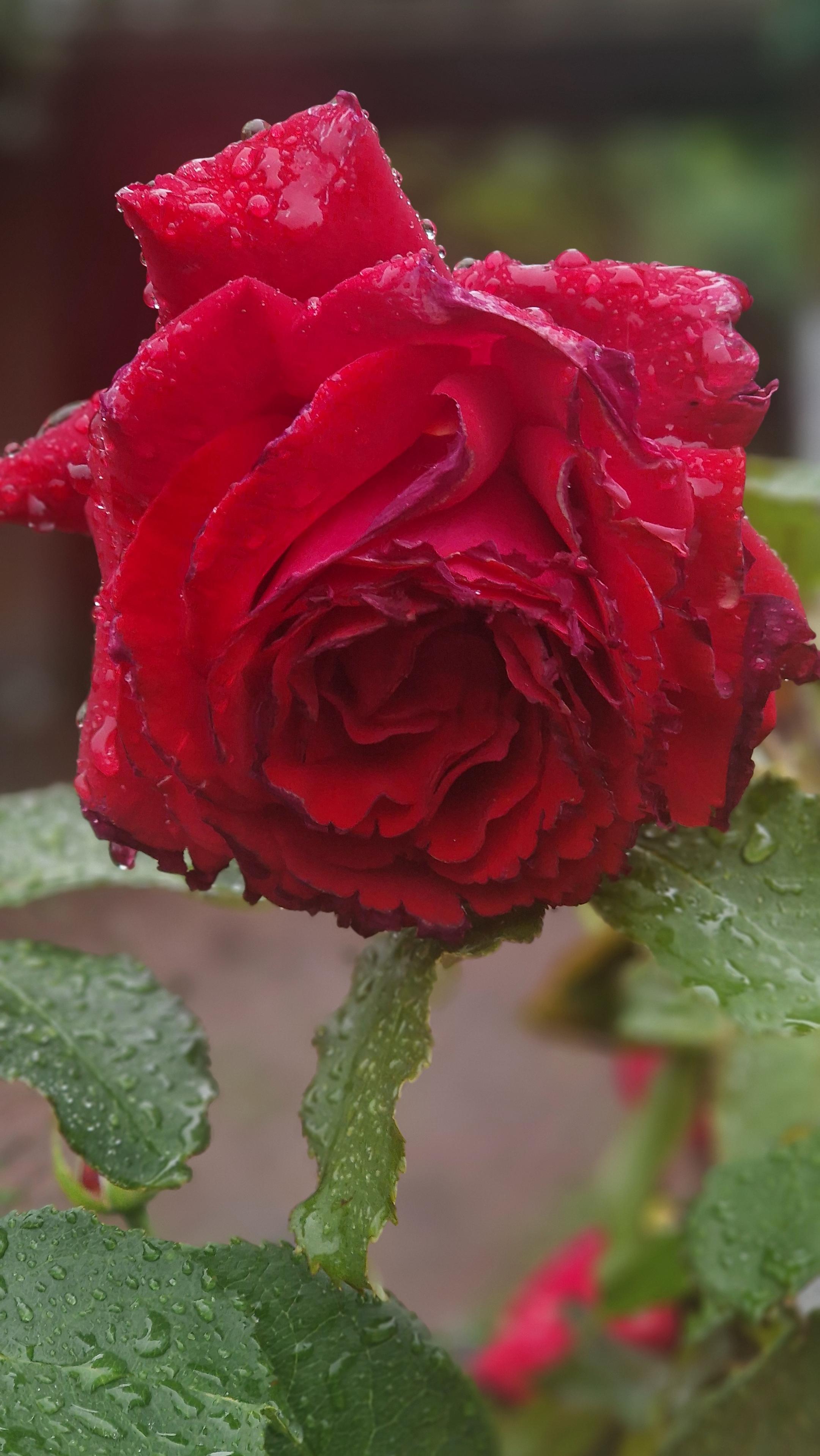 Rote Rose Sorte Duftzauber