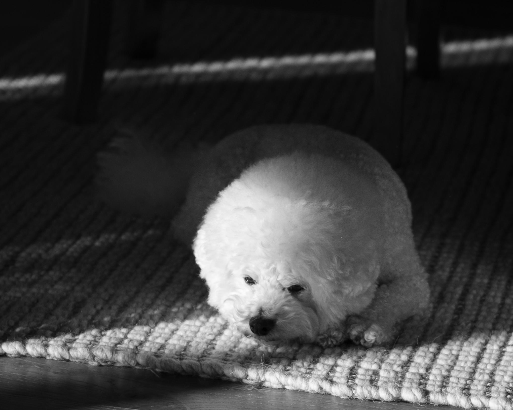 Black and white photo of George! (Small white fluffy dog).