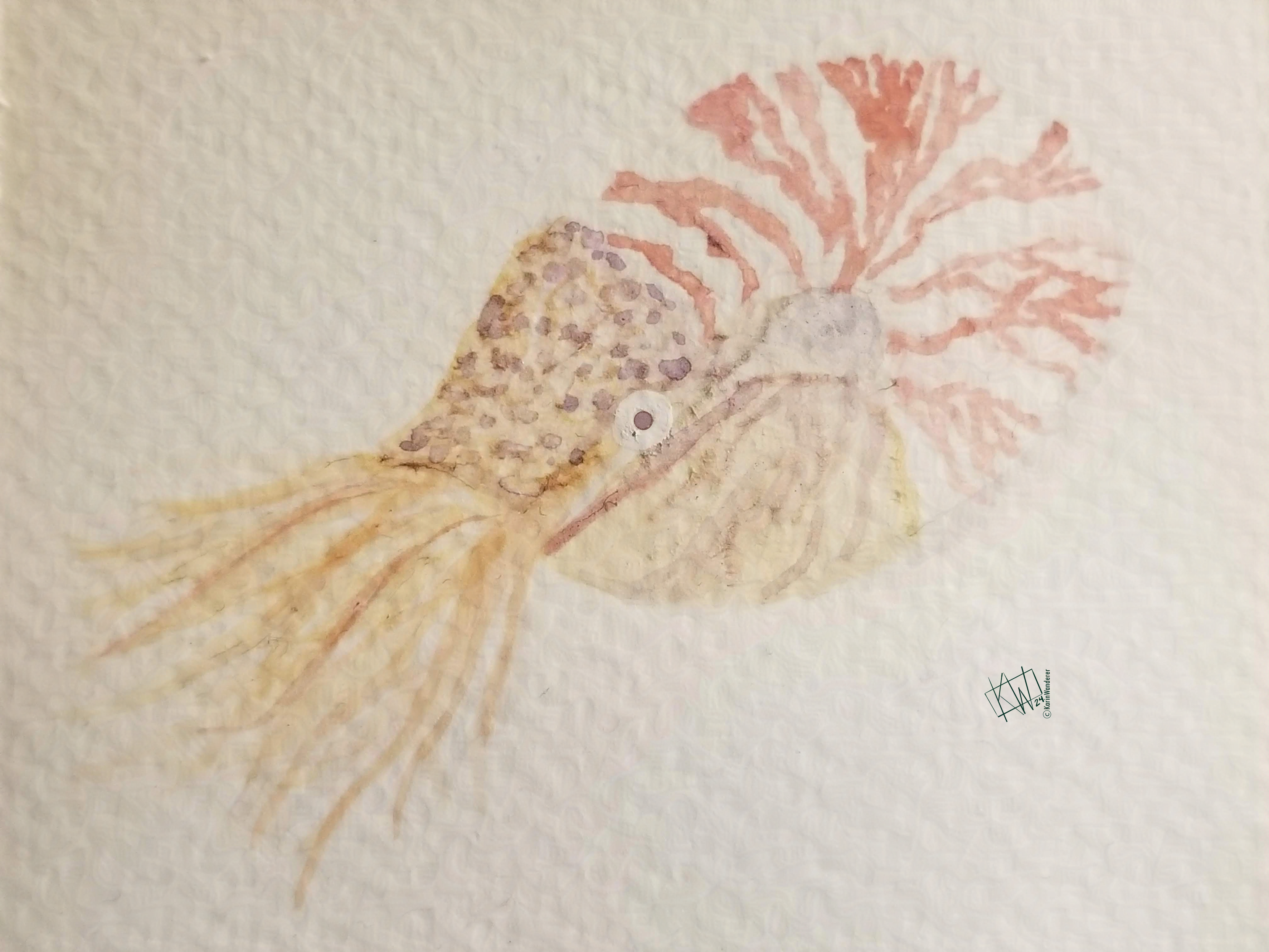 Watercolor nautilus with soft red and white stripes, just hanging out.
