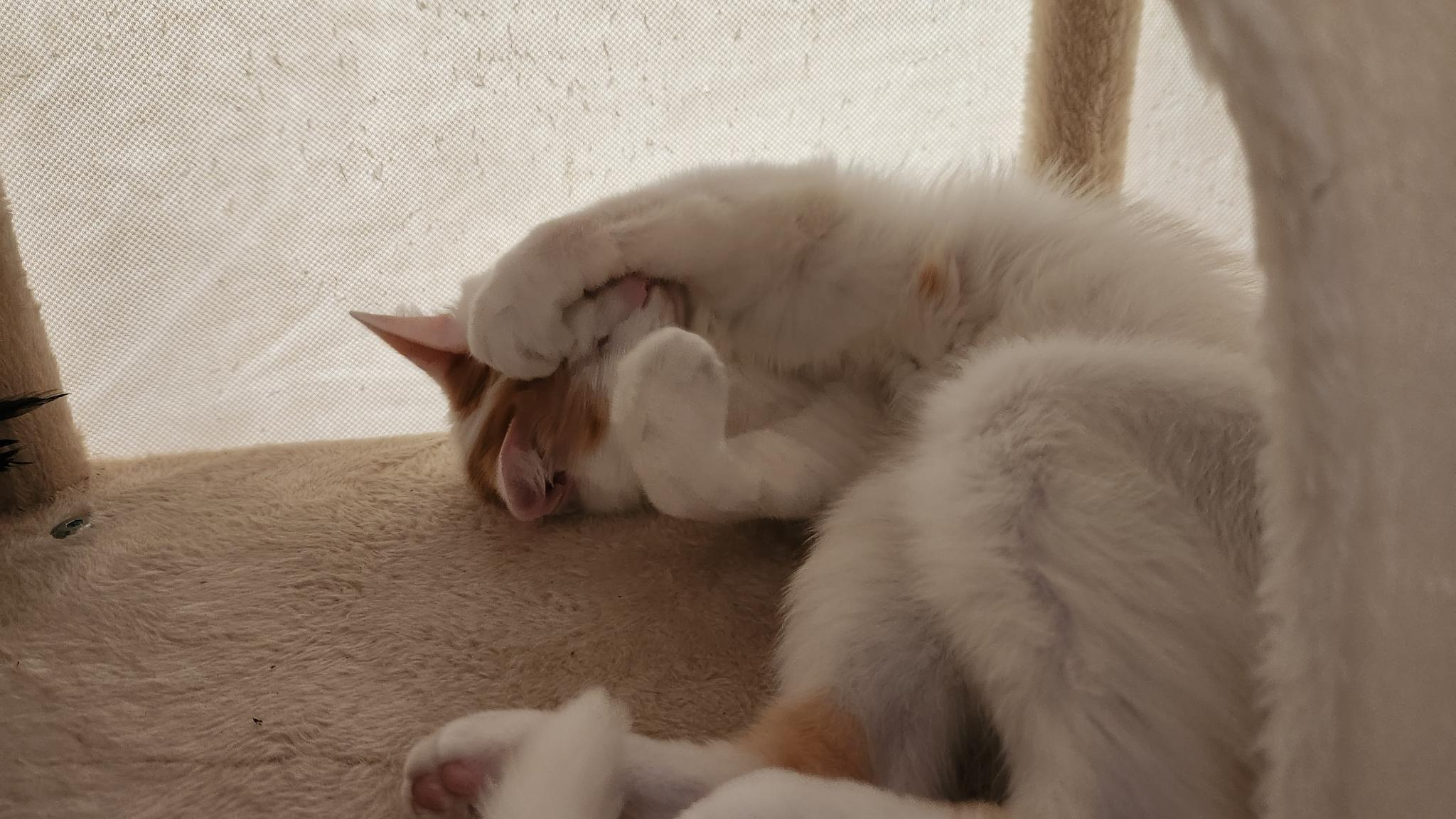 photo de mon chat en train d'être trop adorable pour que personne ne veuille le garder
