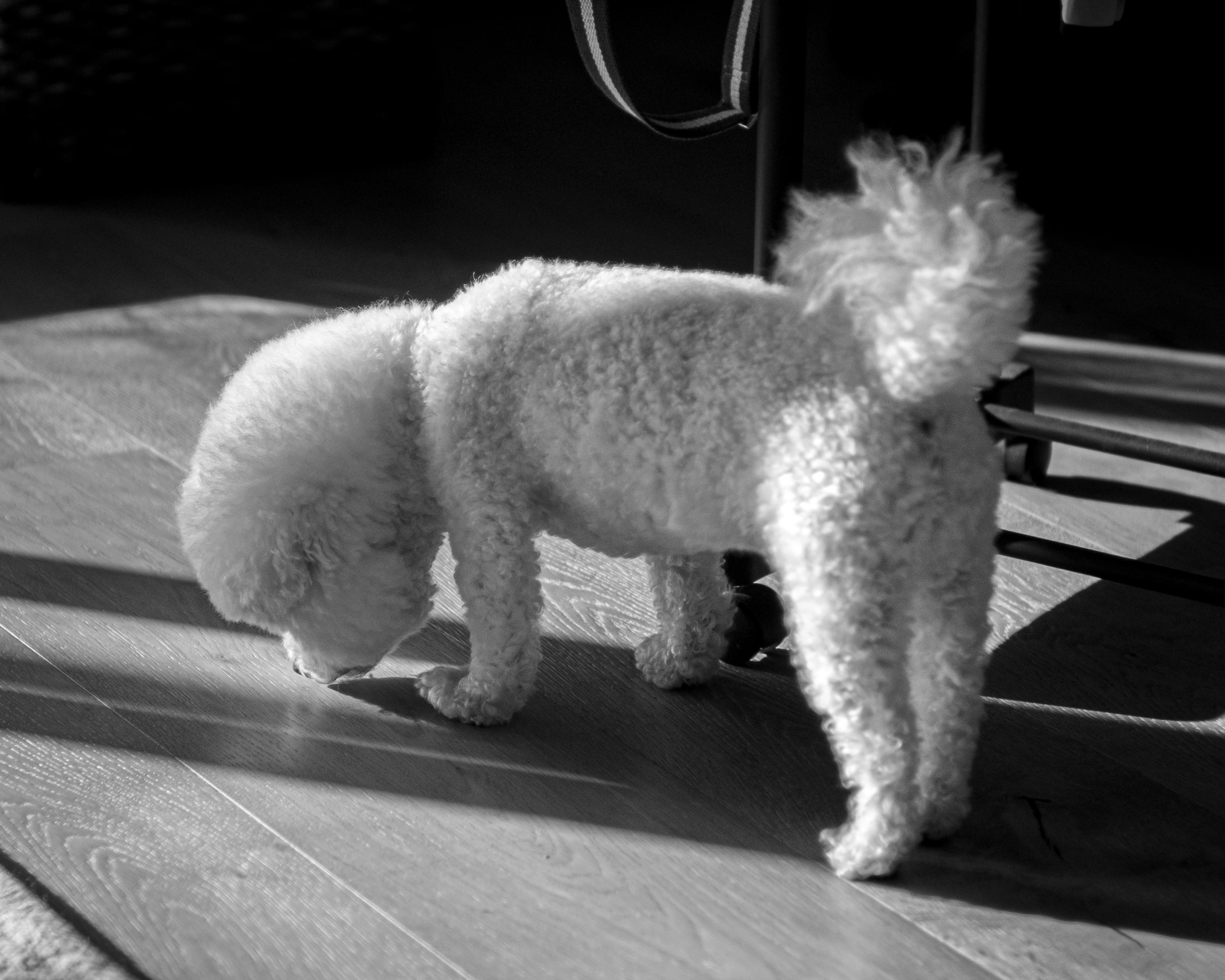 Black and white photo of George! (Small white fluffy dog).