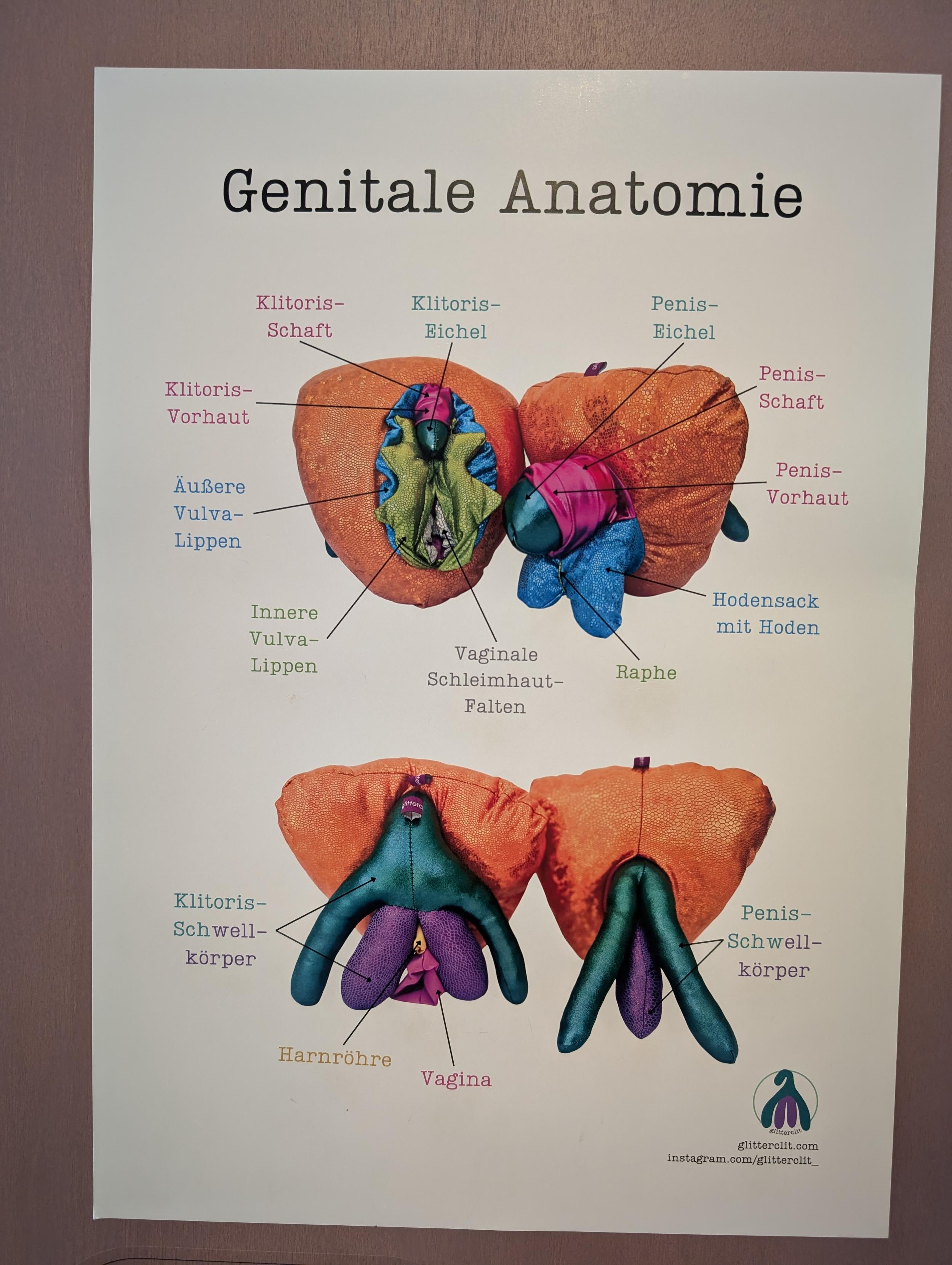 Ein Foto mit Abbildungen der genitalen Anatomie