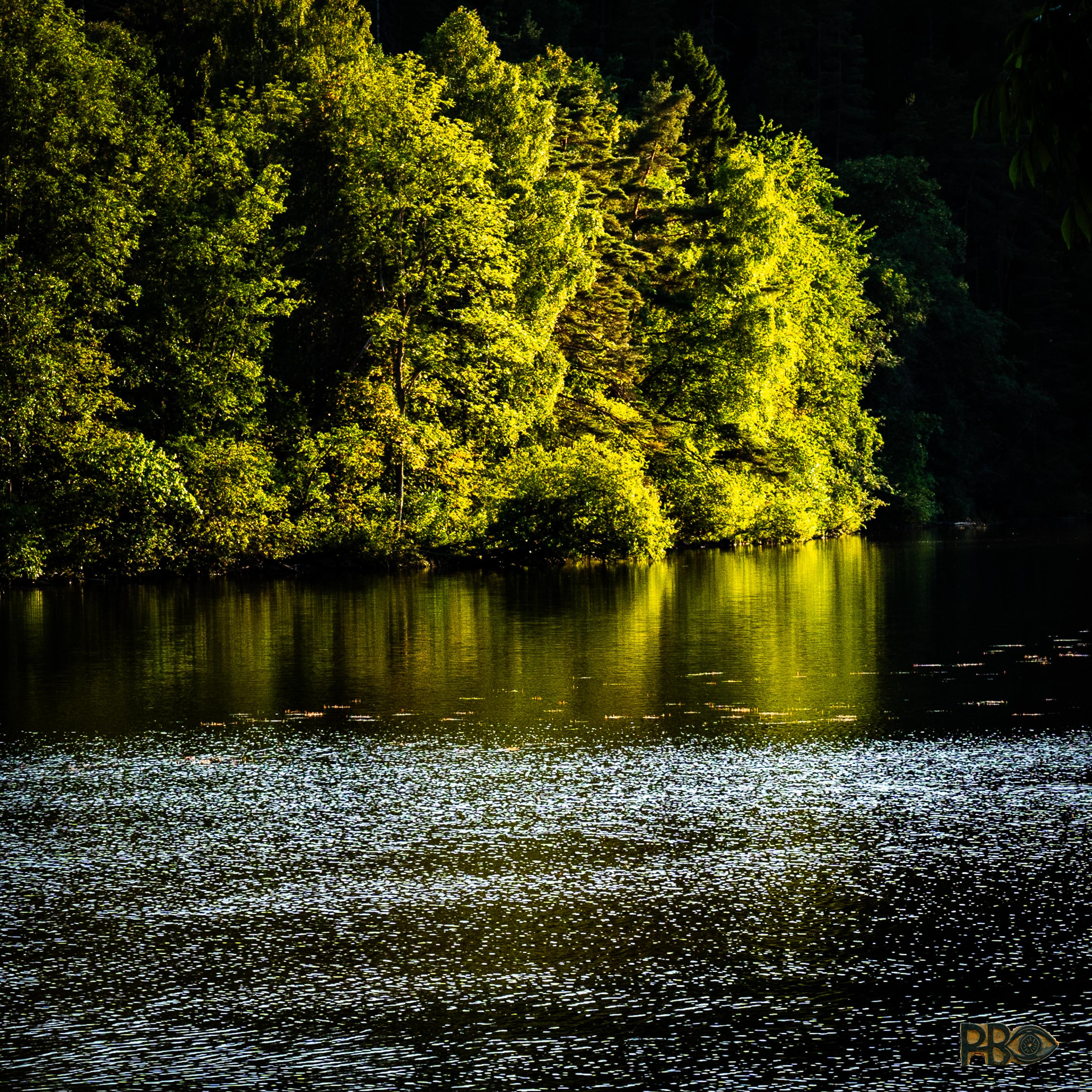 Low evening sun strikes a cluster of trees on the far side of a river, making them glow yellow—despite the fact that they are actually mostly green conifers. In the black river in the foreground, the sunlight creates a shimmering silver play of light.