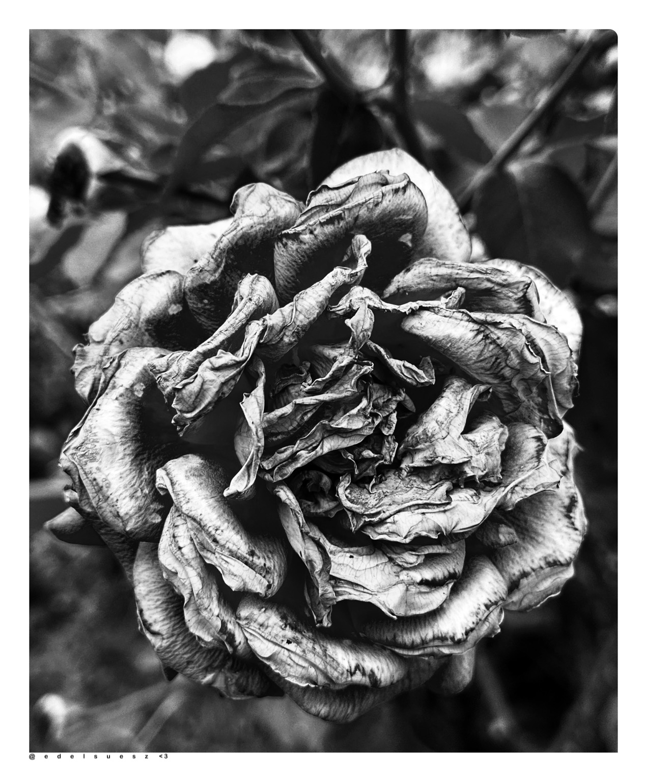 Aufnahme in schwarzweiß, eine große verwelkte Blüte einer Rose, die wellig grau verschrumpelten Blütenblätter sind dennoch ästhetisch angeordnet und trotz allem Verfalls schön anzusehen