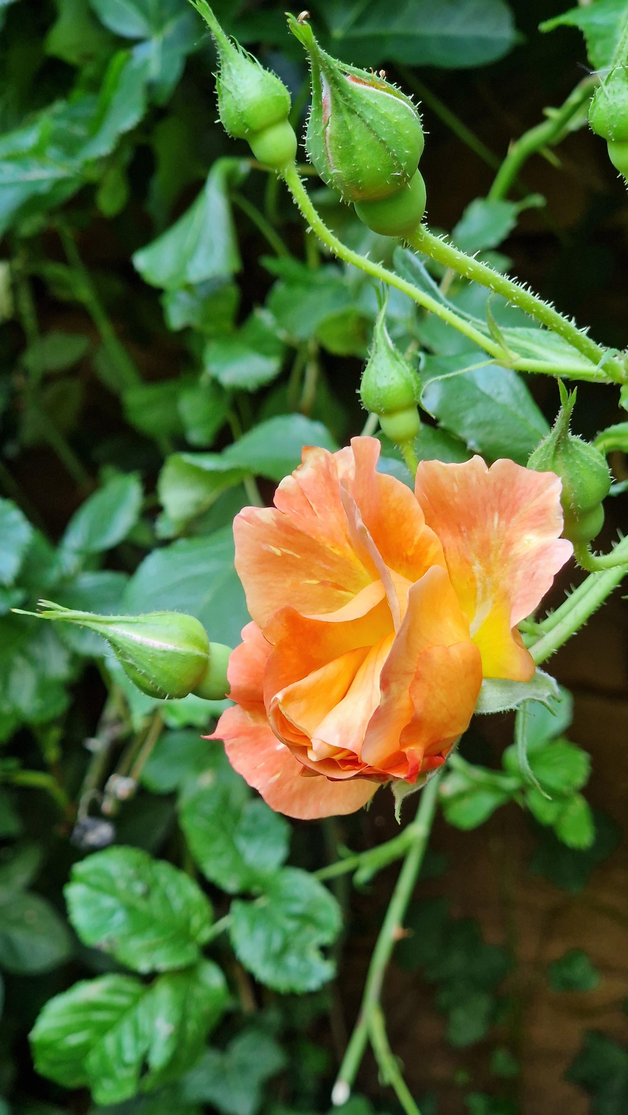 Rose Orange gelb Sorte Westerland