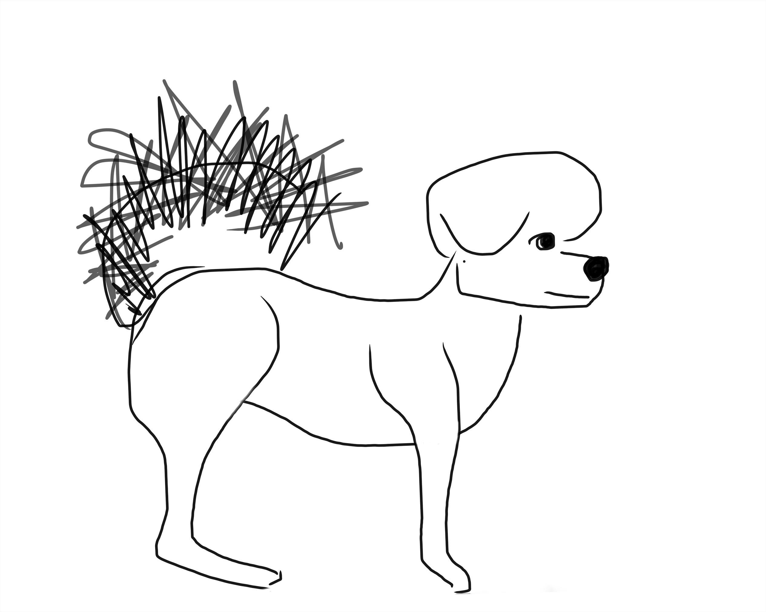 Digital sketch of George! (Small white fluffy dog).