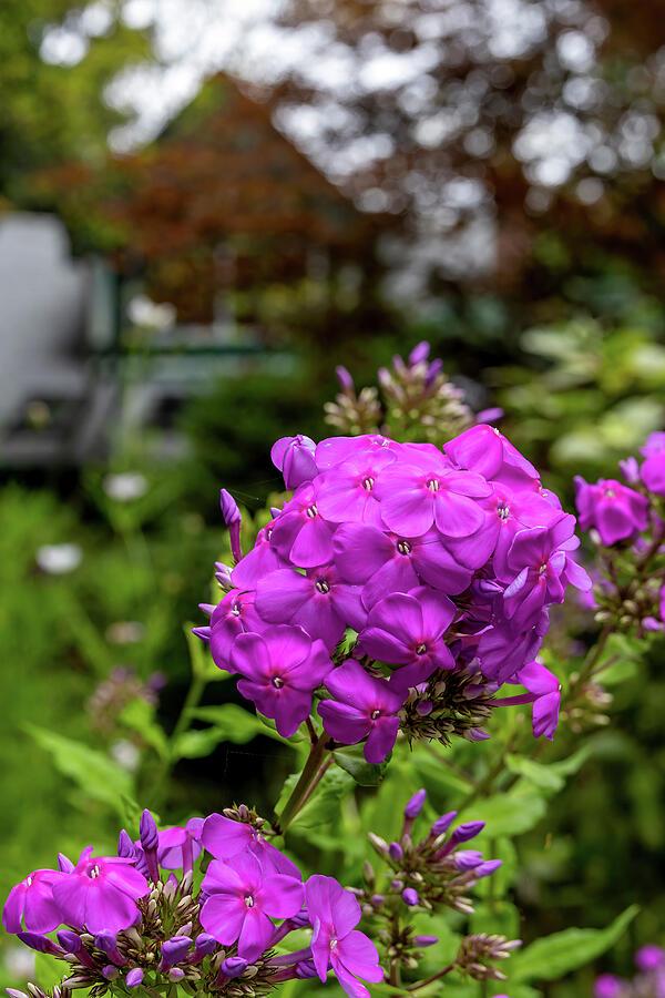 Close-up of vibrant magenta phlox flowers in full bloom on Algonquin Island, Toronto Islands. The blurred background highlights the natural beauty of the garden setting.