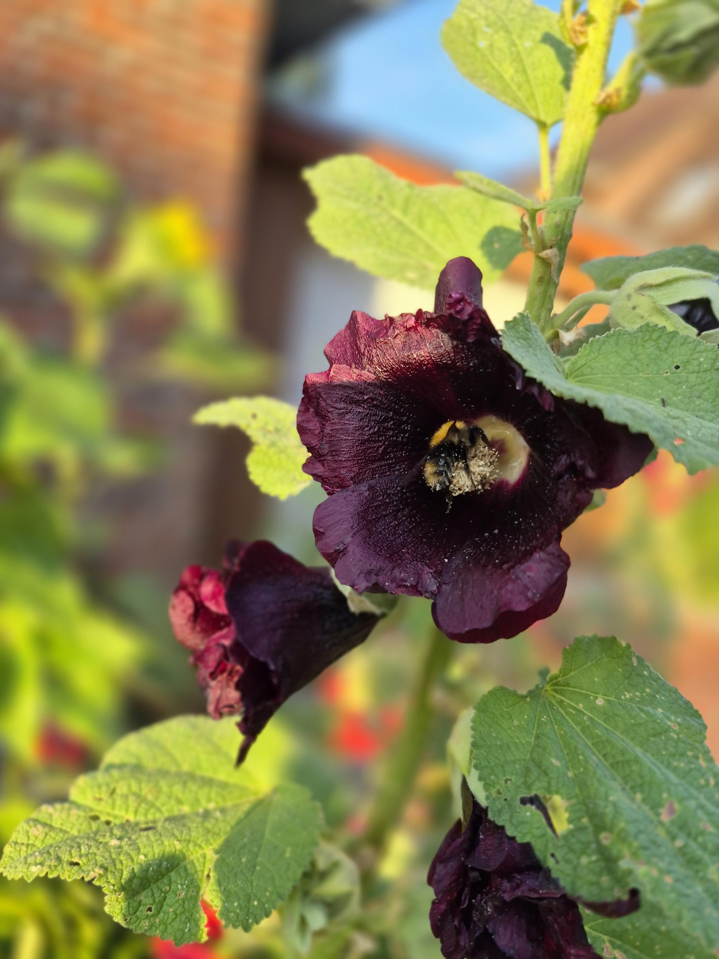 Stockrose Dunkel lila fast schwarz