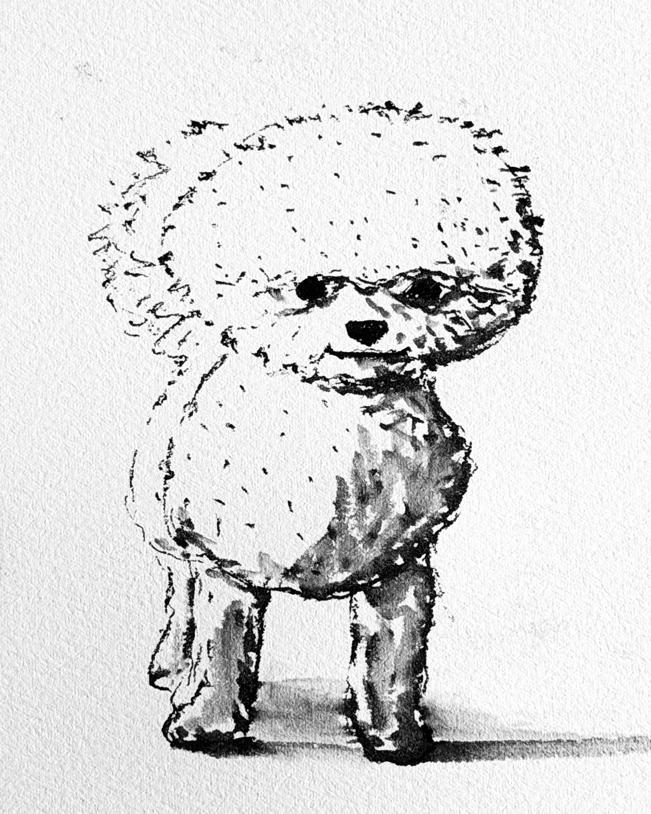 Ink sketch of George! (Small white fluffy dog).