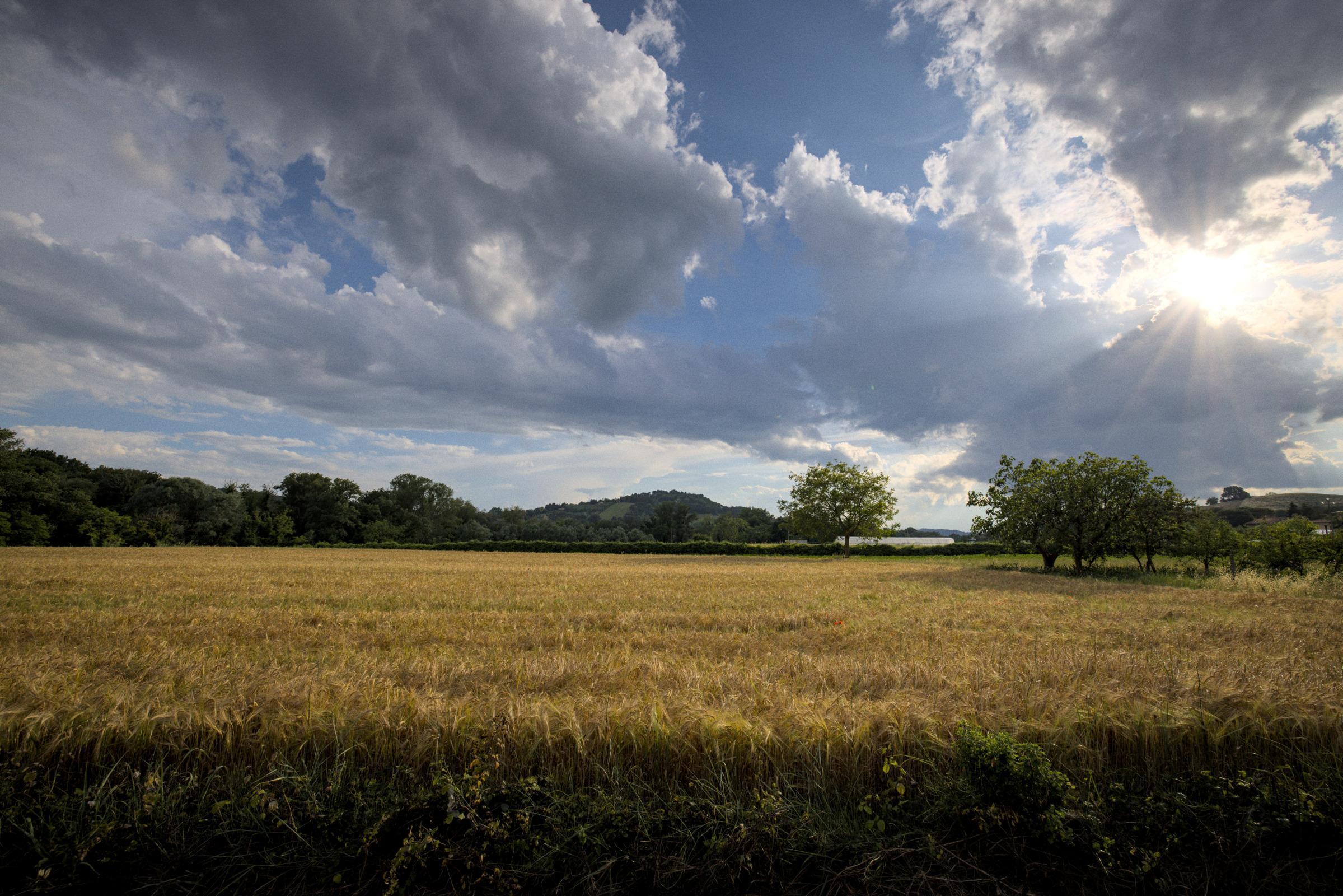 A landscape in the Marches, Italy. A field of wheat in the foreground shines golden under the sun. In the distance, some trees and further on gentle hills. The sky is heavily covered with clouds and the sun shines through creating some beautiful rays.