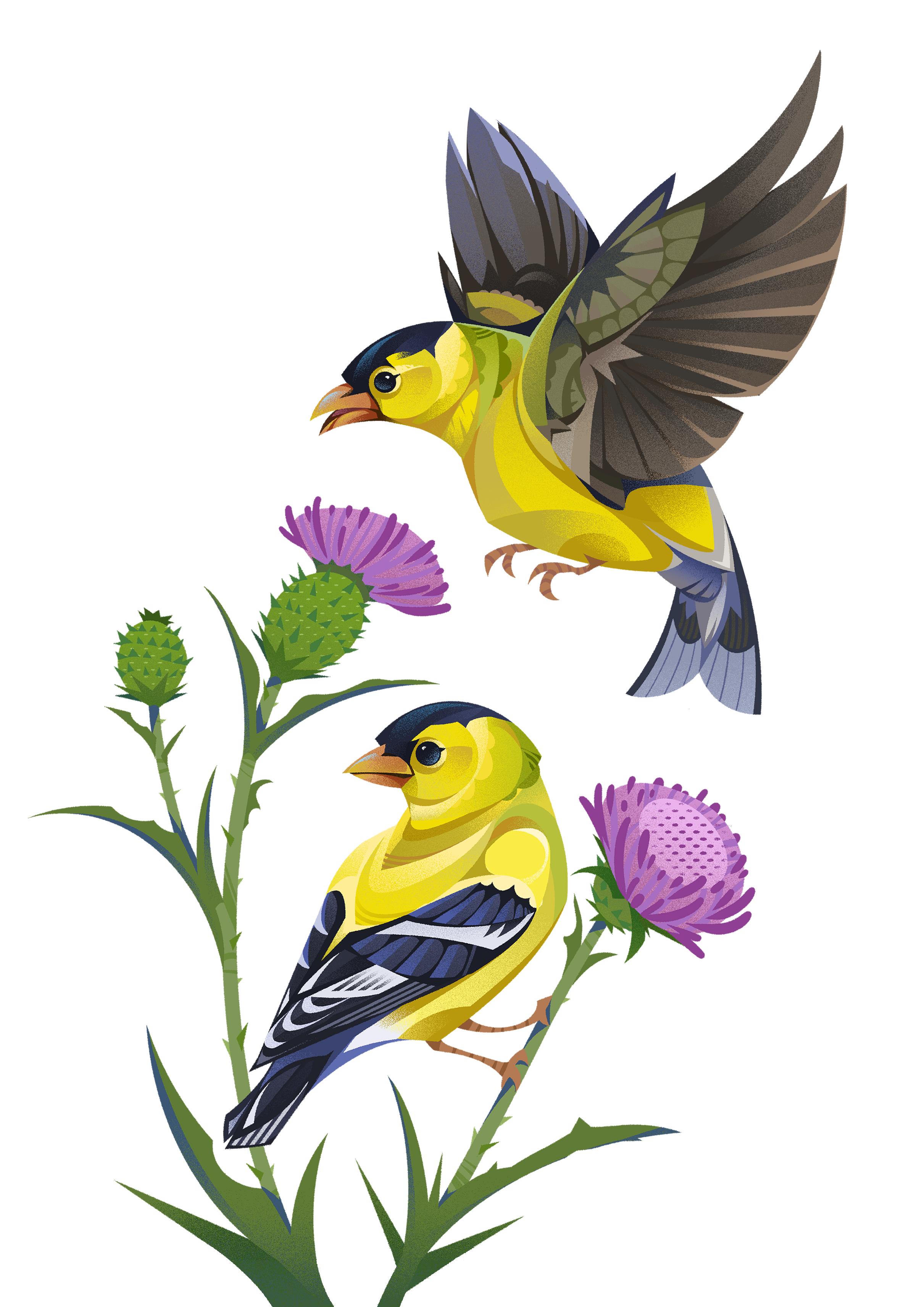 A pair of male American Goldfinches, one perched on a thistle plant and the other mid flight