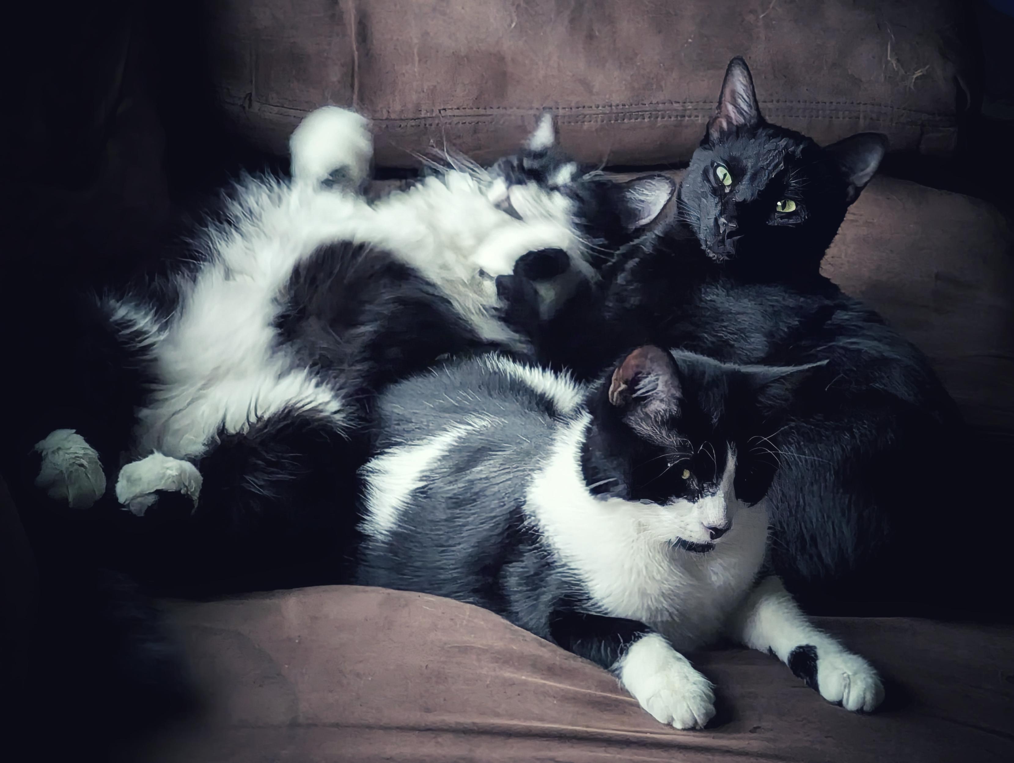 A photograph of 3 cats laying in a mound together in a way that resembles a Renaissance painting. One laying lazily on his back, one laying on her belly and looking dramatically off screen, and the last laying on his side staring sharply at the screen.