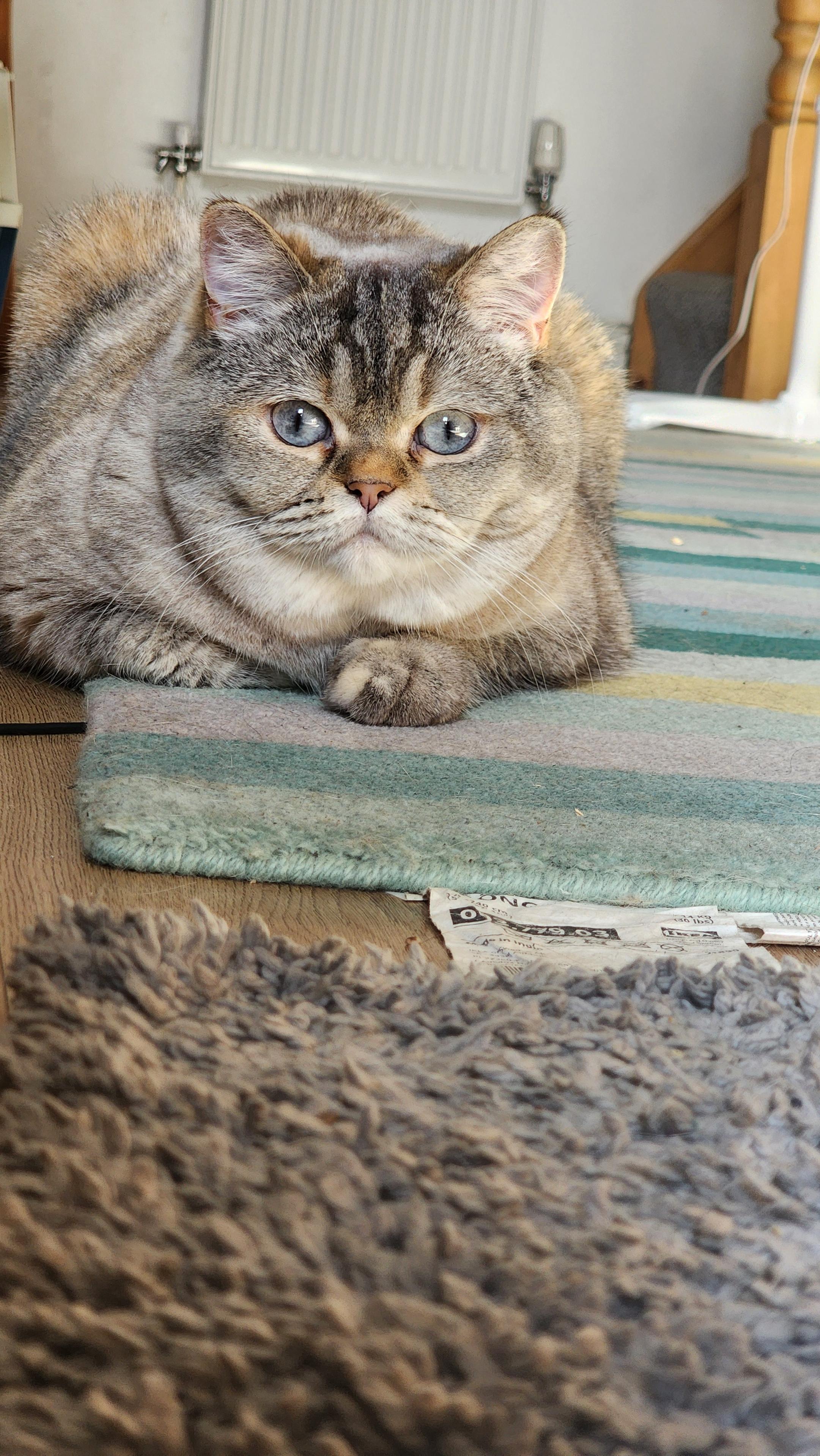 A plushy, chonky grey-beige cat lying on the floor on a stripy green rug, with another grey rug in the foreground. She has one paw tucked under her and another poking out. Her big blue eyes are open fairly wide and she's concentrating on something in front of the camera.