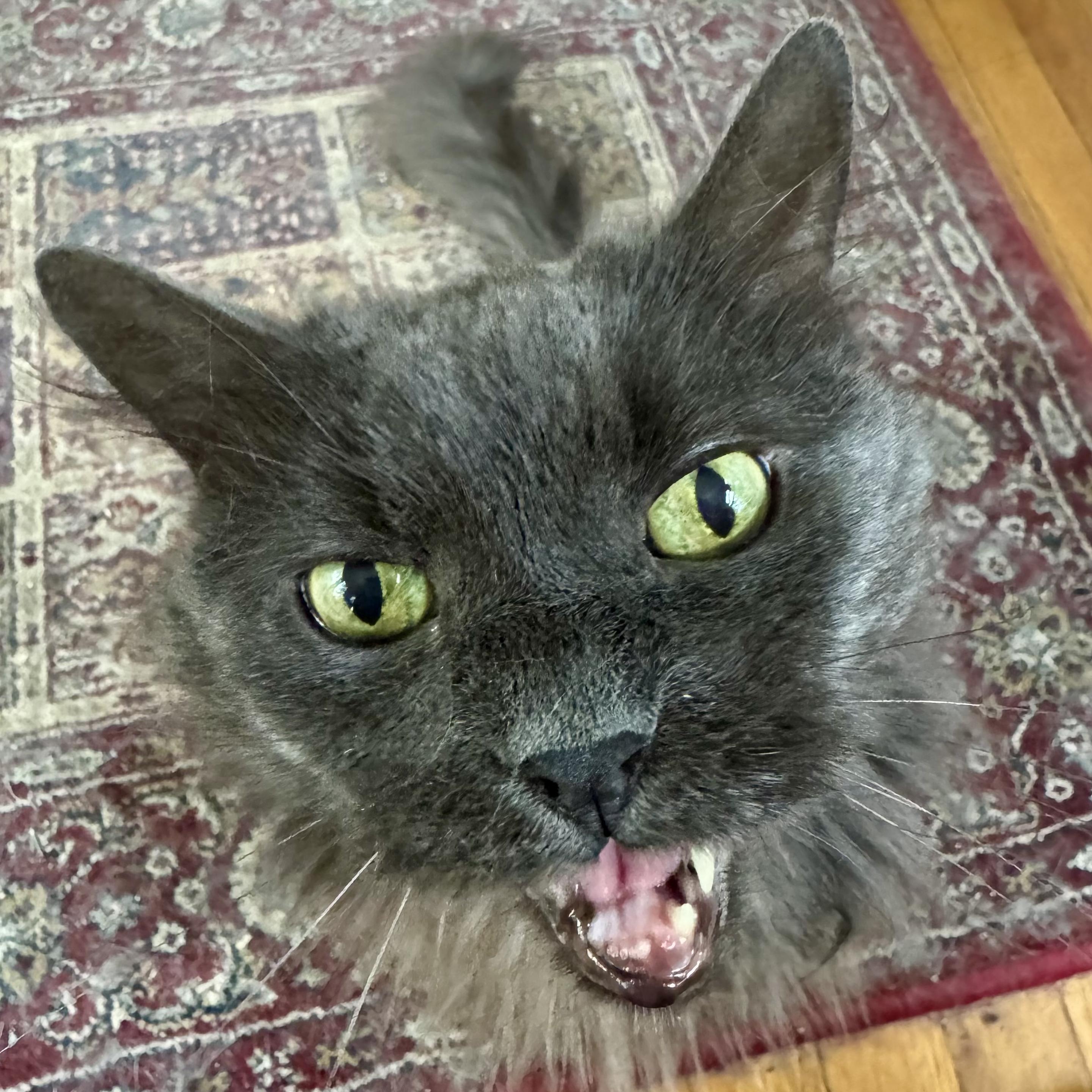 A fluffy gray cat sitting on a patterned rug seen from above so you see mostly cat face with a ring of fluff and a couple feet and a tail. He’s doing a little meow.