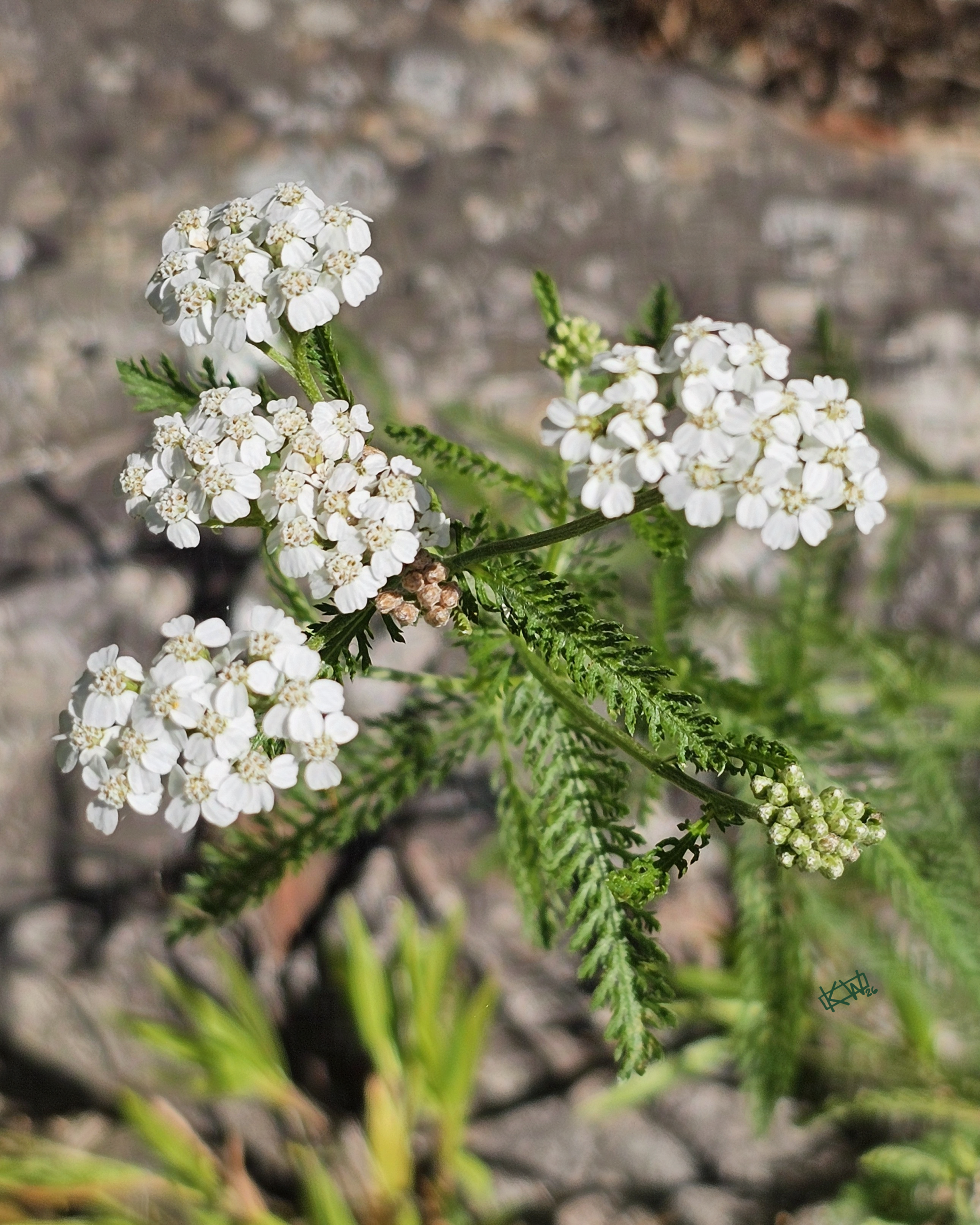 Photo of tiny clumps of white flowers growing on upright stalks with skinny dark green fern-like leaves.