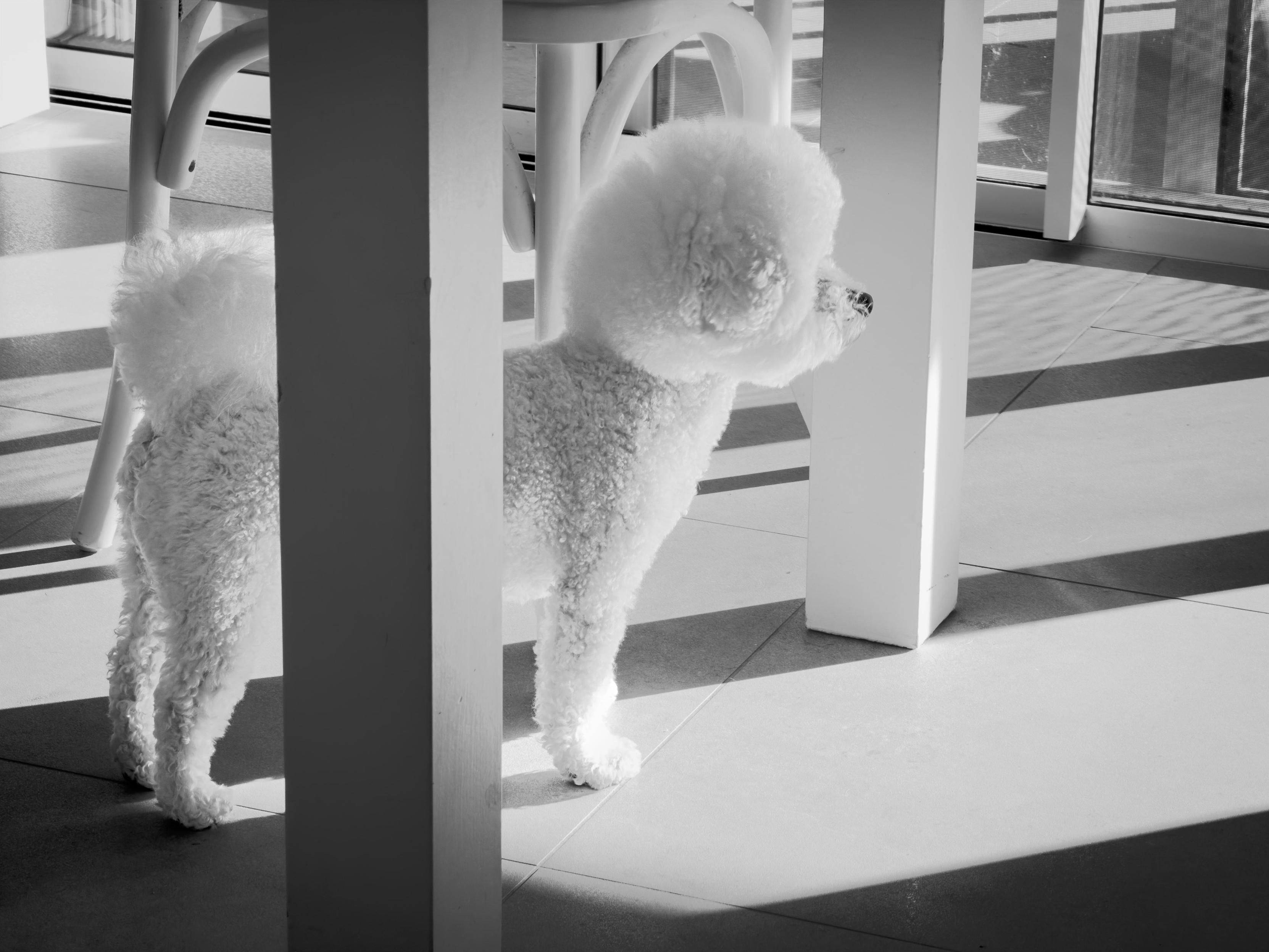 Black and white photo of George! (Small white fluffy dog).