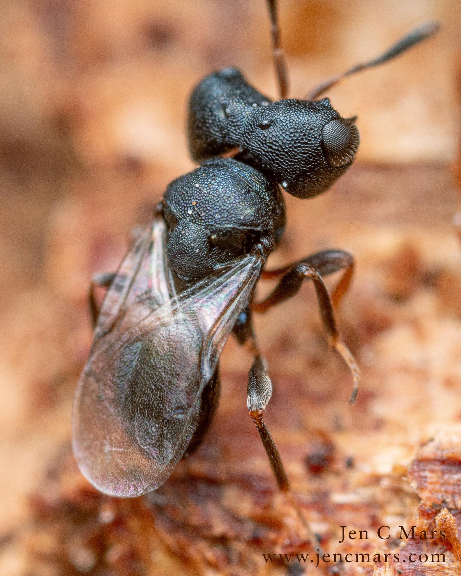 Close up photo from behind of a tiny black wasp with a very large, dumbbell shaped head standing on a bit of dead, rotting wood. The wasp has little spikes above its compound eyes and the wings are slightly iridescent.