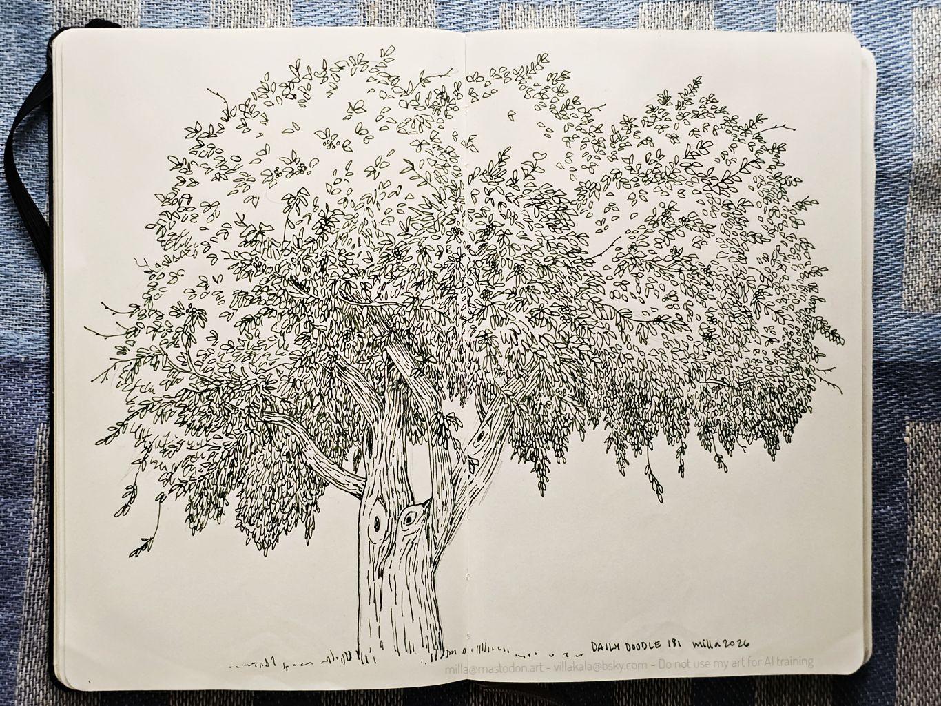Sketchbook spread of an inked tree. It has a short trunk and lots of droopy leaves, each drawn individually in dark green ink.
