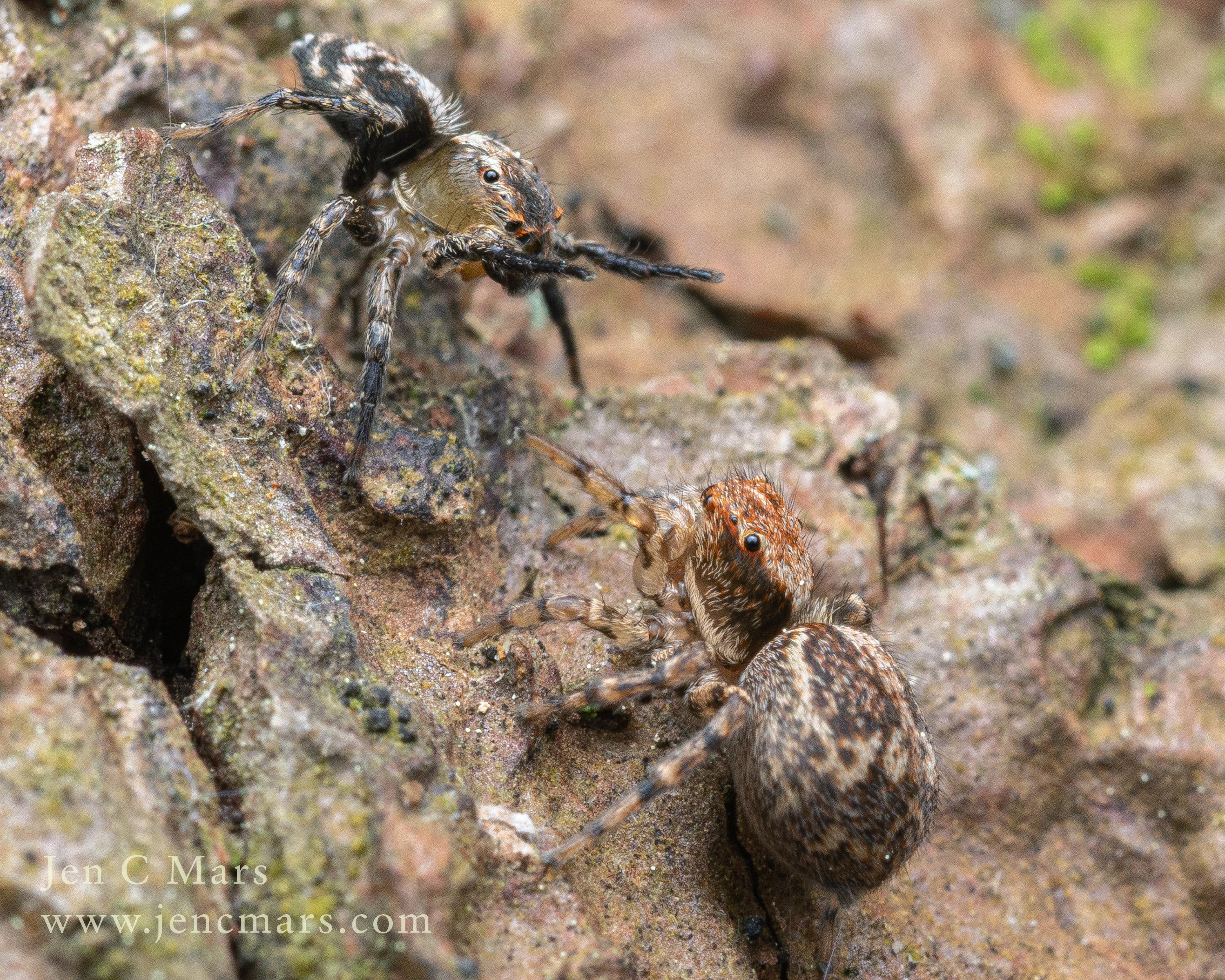 Photo of two small spiders facing each other on a piece of pine tree bark. The upper left spider is the smaller male, and he is backing away from the female with his forelegs raised in what I assume is spider for, "I love you, please don't eat me!". The larger female is advancing from below. The scale of the bark makes it look like the spiders are standing on a rocky cliff or something, but actually they're just very small and it's tree bark.