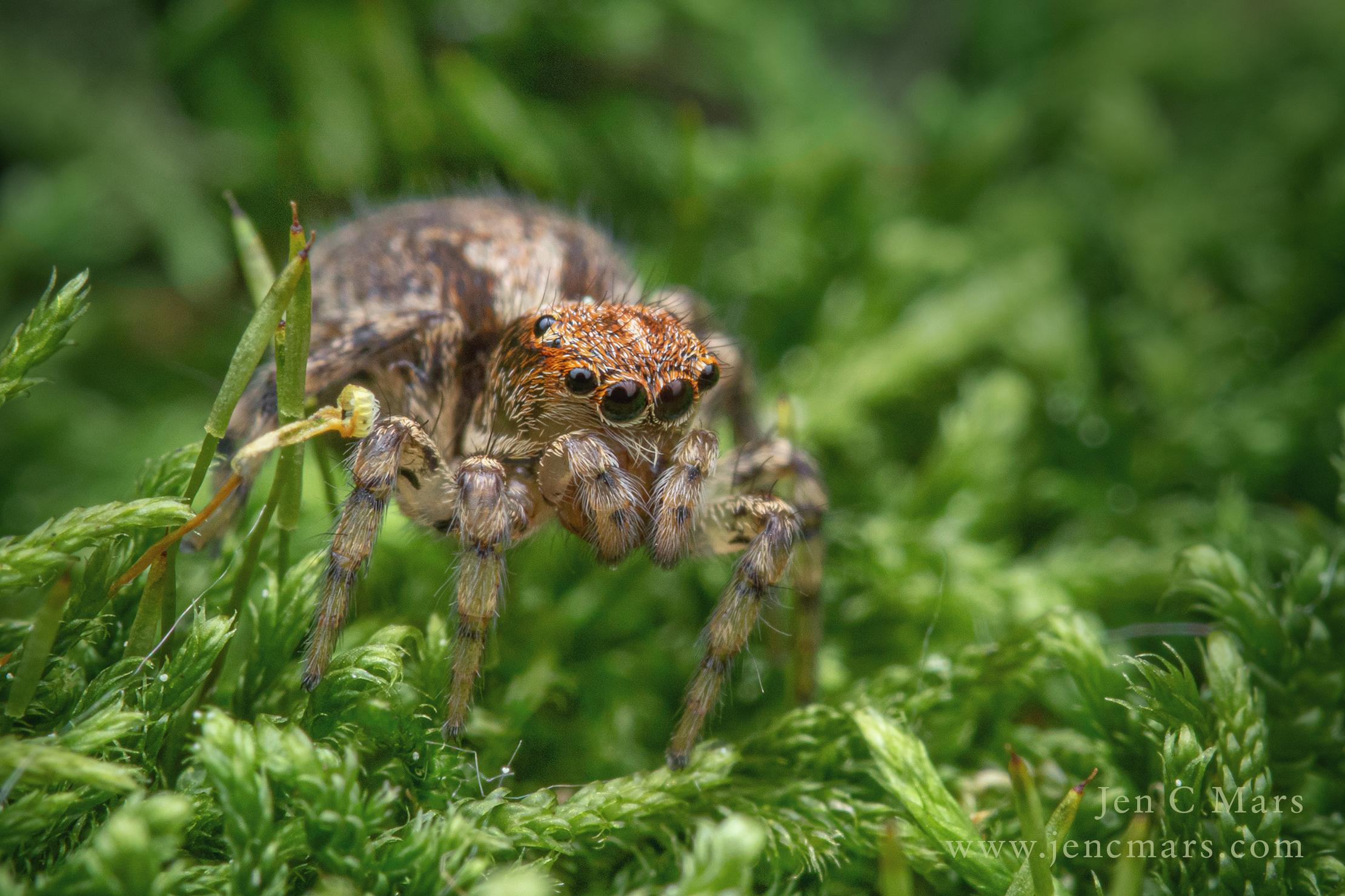 Photo of a teeny weeny spider standing on a patch of moss, but the magnification makes the moss look like a jungle of enormous plants. The spider is very round, with large forward facing eyes that are rather cute, overall a light brown speckled color with an orange "cap" on her head.