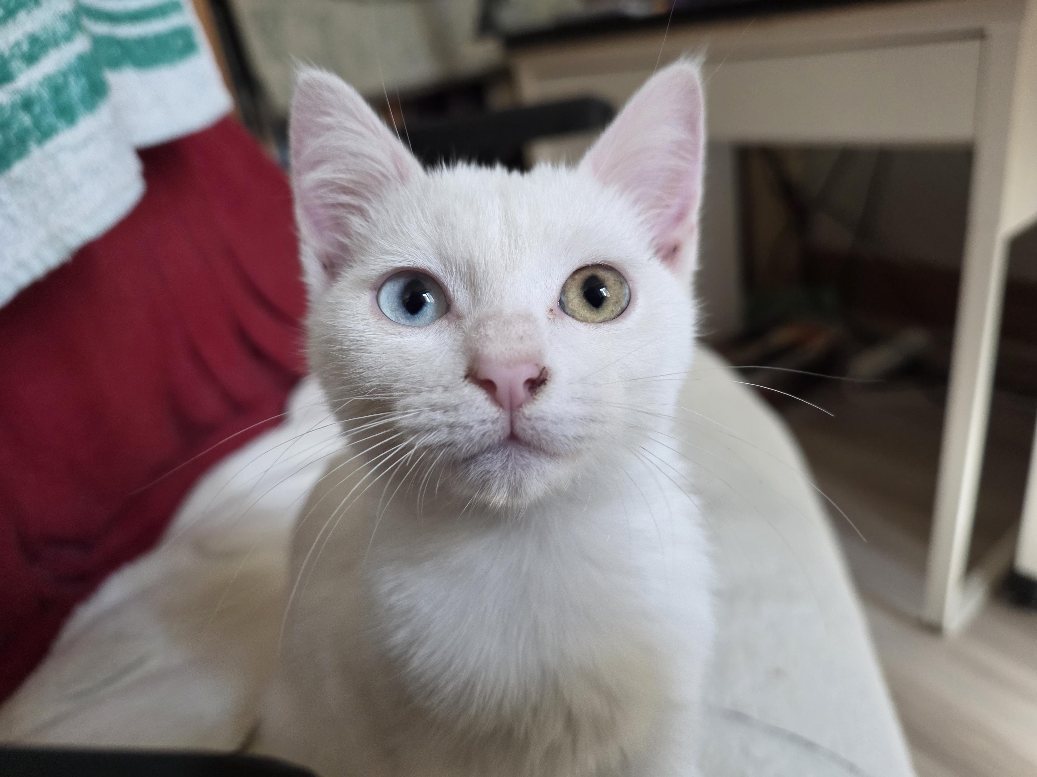 A picture of a white kitten, about three months old. Her right eye is blue and her left eye is yellow. She's facing the camera.