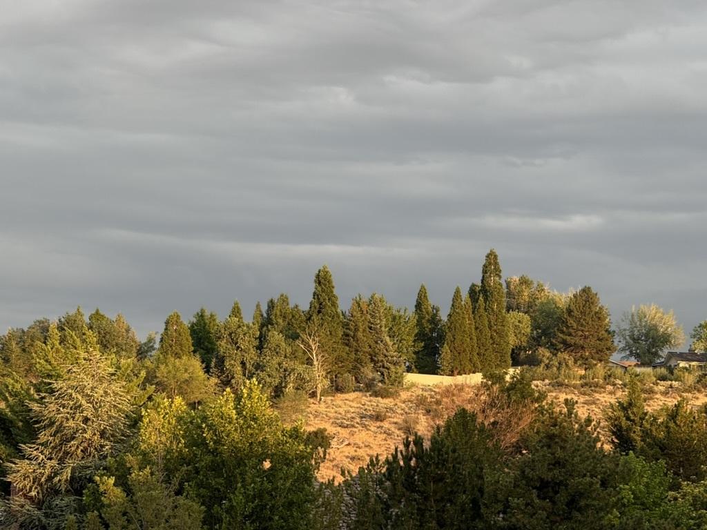 A hillside with trees lit in the setting sun. Sky above it is heavy with low clouds.