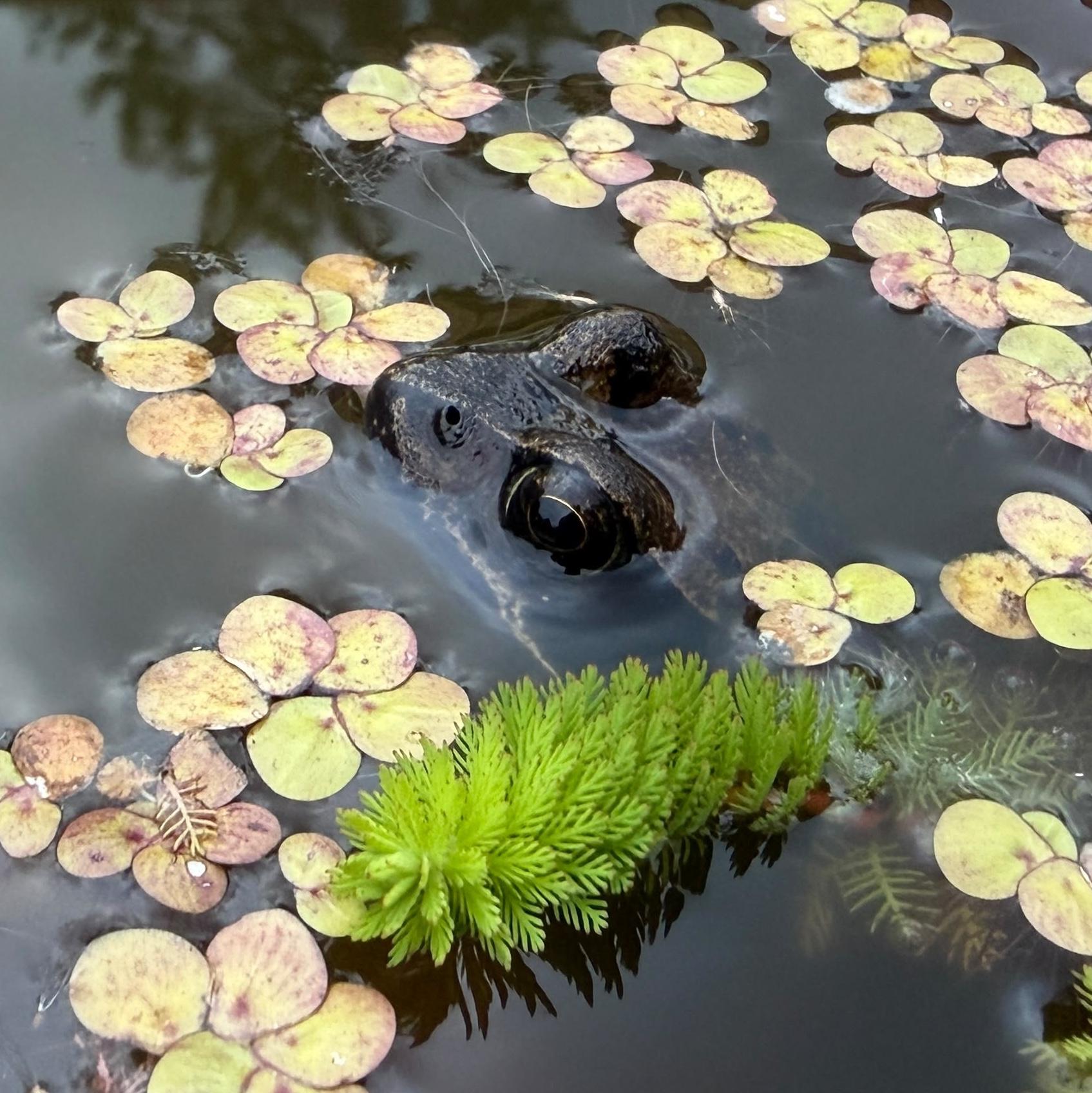 Photo of a frog peeking from a garden pond, surrounded by pond plants.