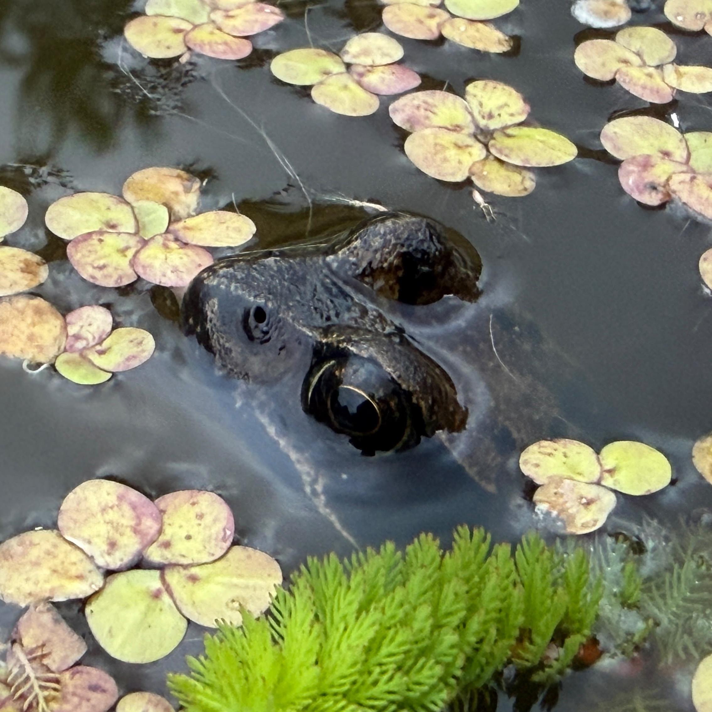Photo of a frog peeking from a garden pond, surrounded by pond plants.