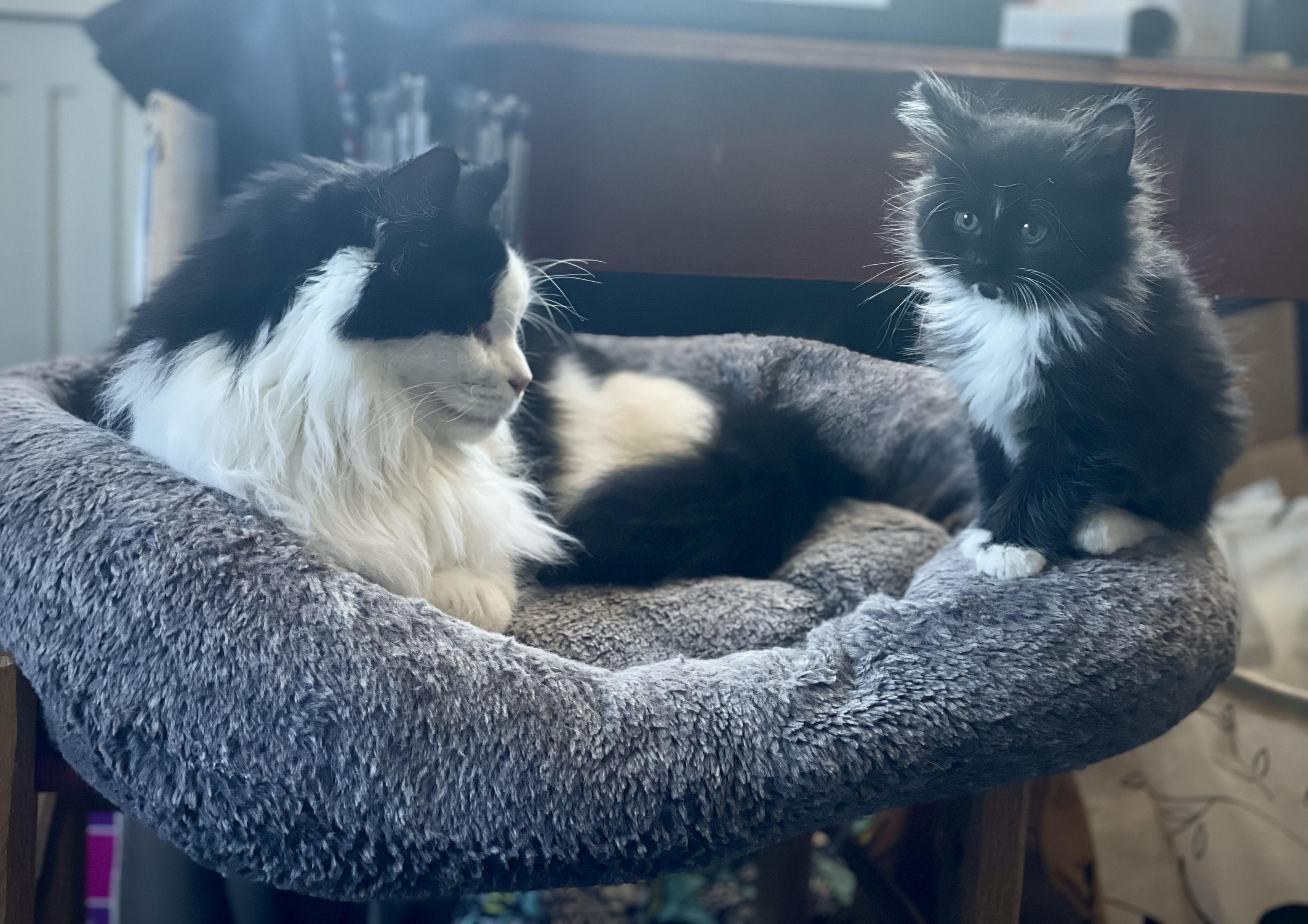 Large long haired black and white tomcat resting on a cat bed on top a stool, while a small fluffy black and white kitten sits precariously on the edge pretending to not be in awe of her mentor.