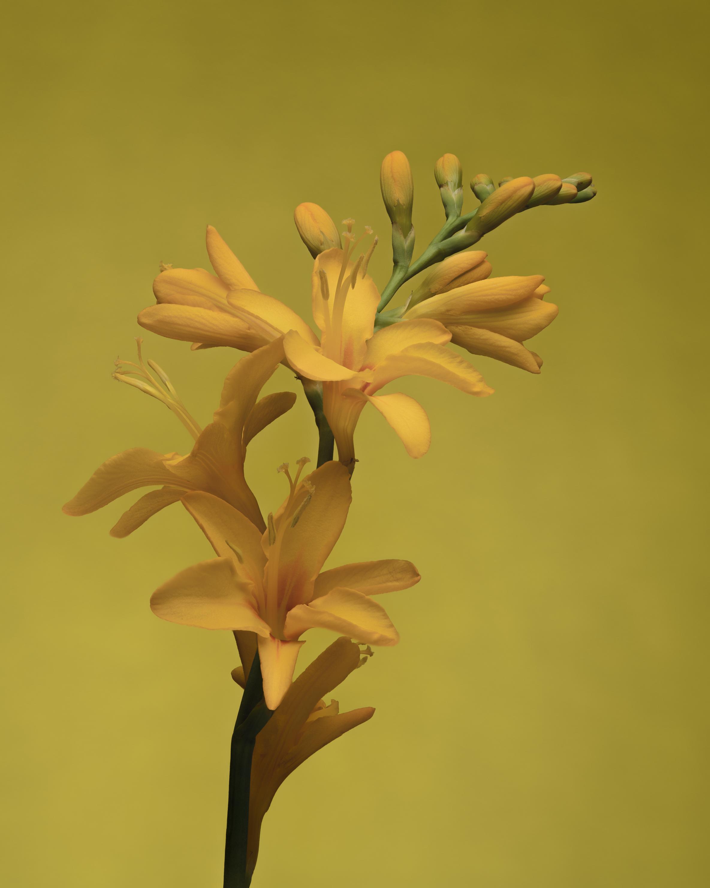 Yellow Crocosmia flower against a yellow background