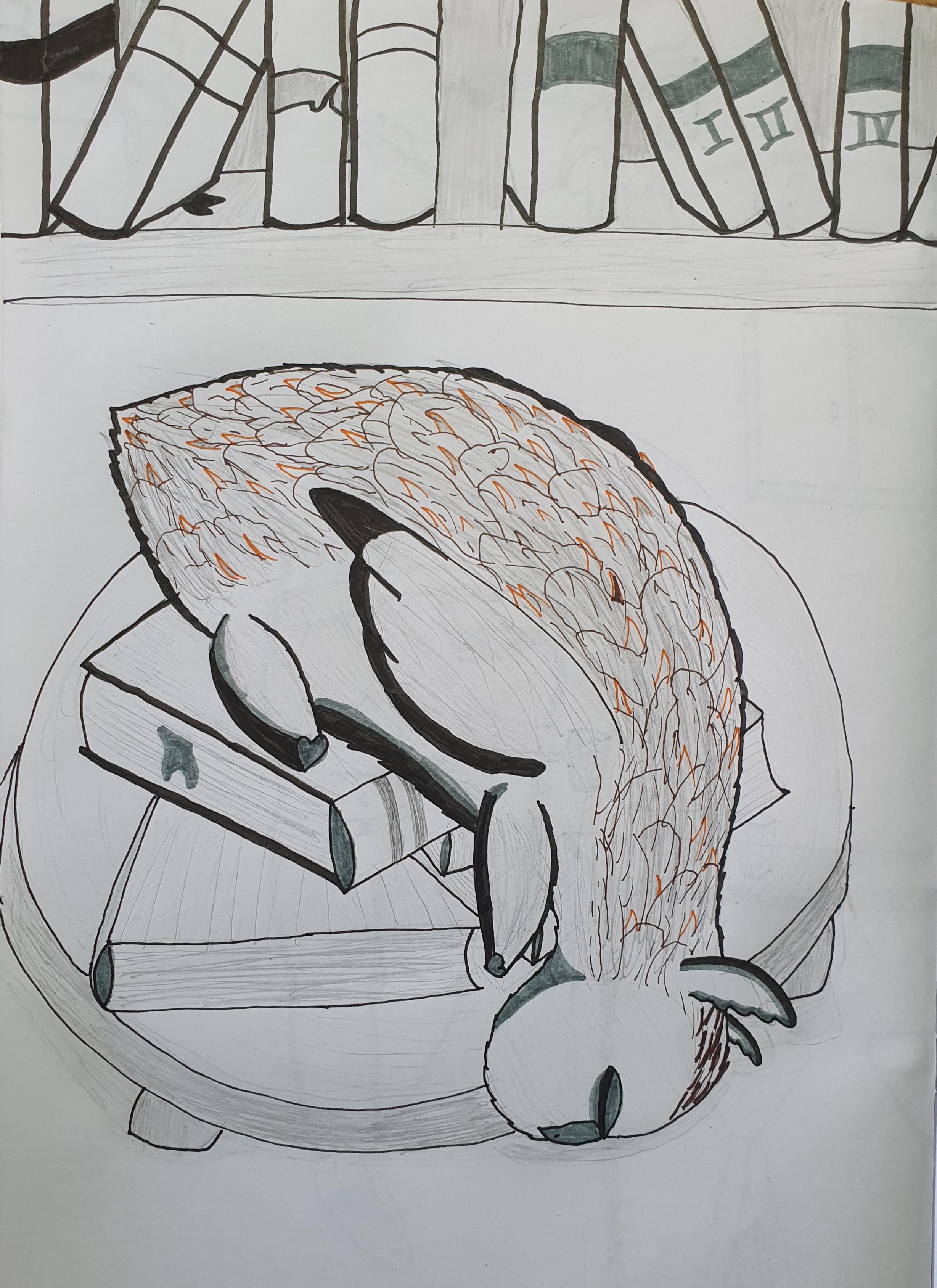 A black and white drawing, showing a cat-sized owl-like creature, sleeping on a pile of books, its head hanging downward. The books are loosely arranged on a small, flat, round table. In the background the lower part of a bookshelf, with various books.