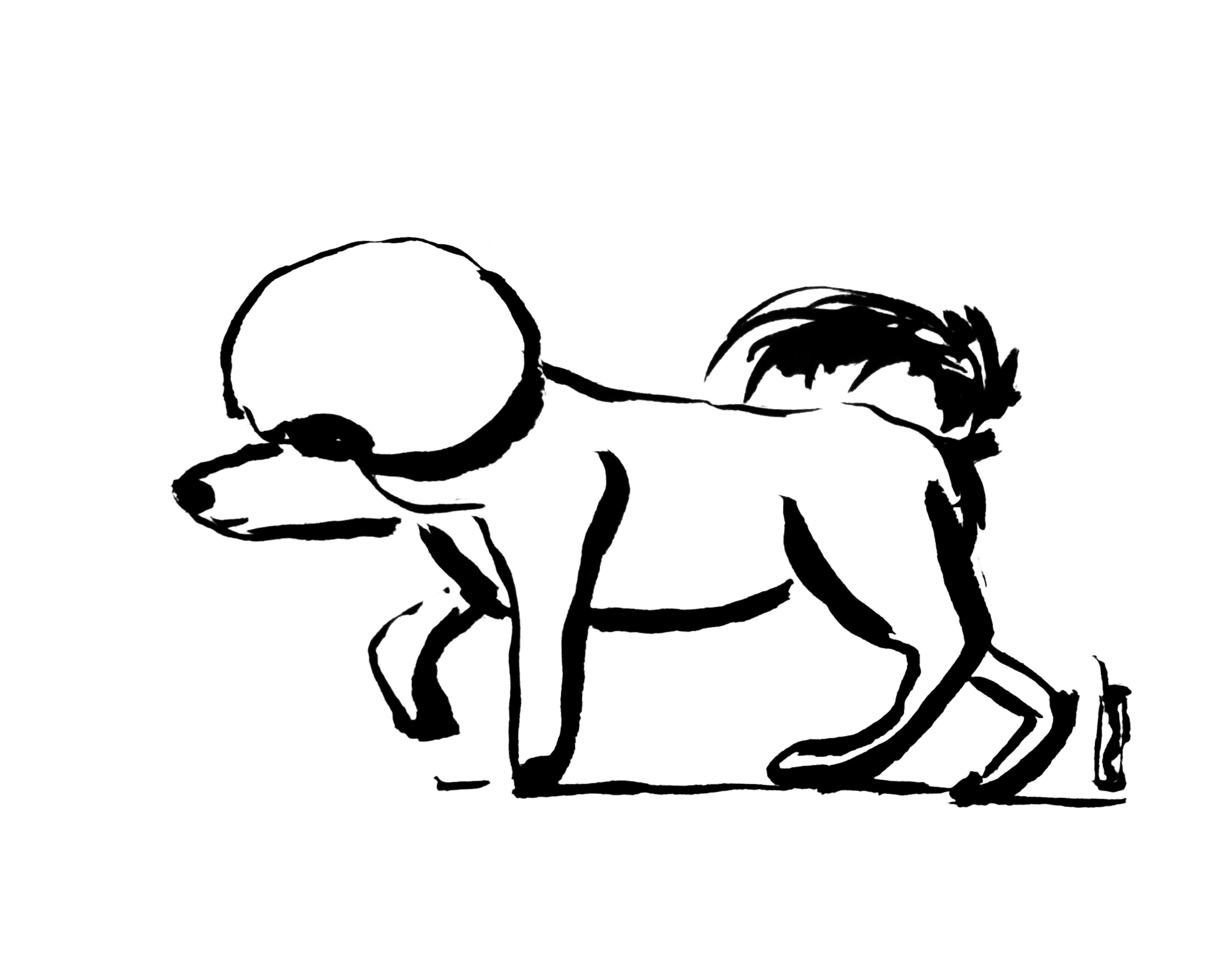 Ink sketch of George! (Small white fluffy dog).