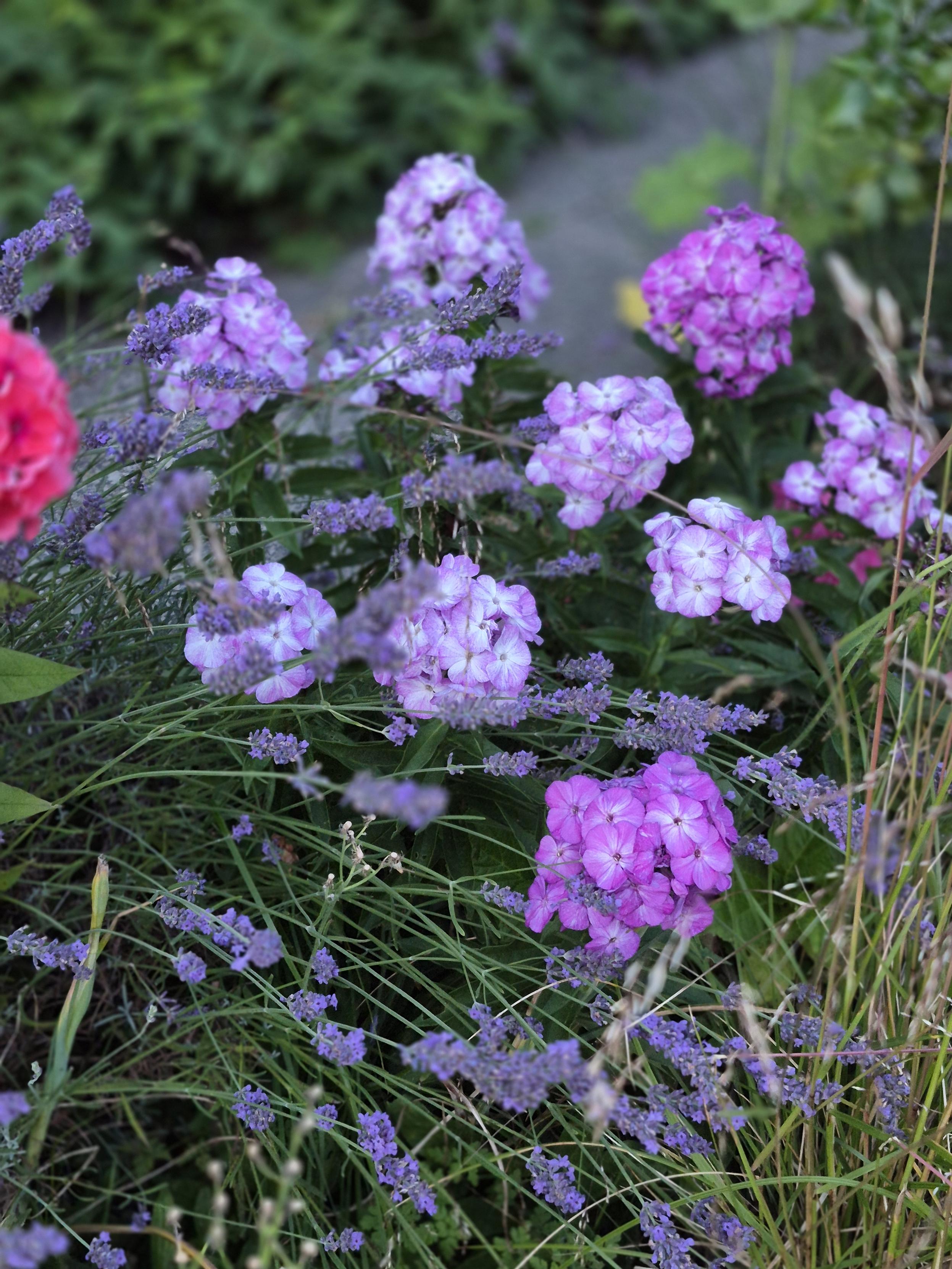 Phlox und Lavendel