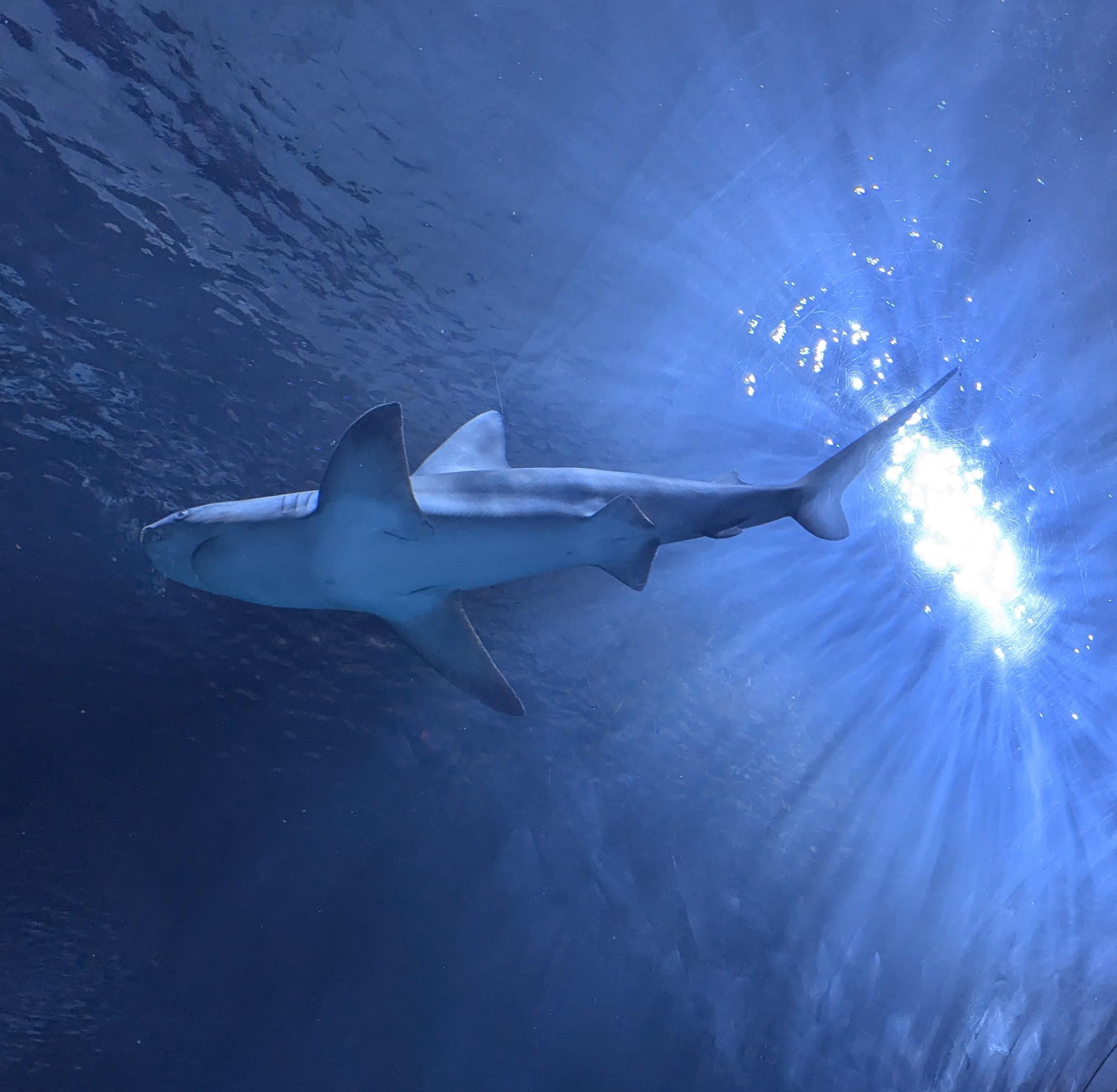 A photo looking up at a shark inside a tank with a blue watery backdrop and bright light behind the shark. (my photo)
