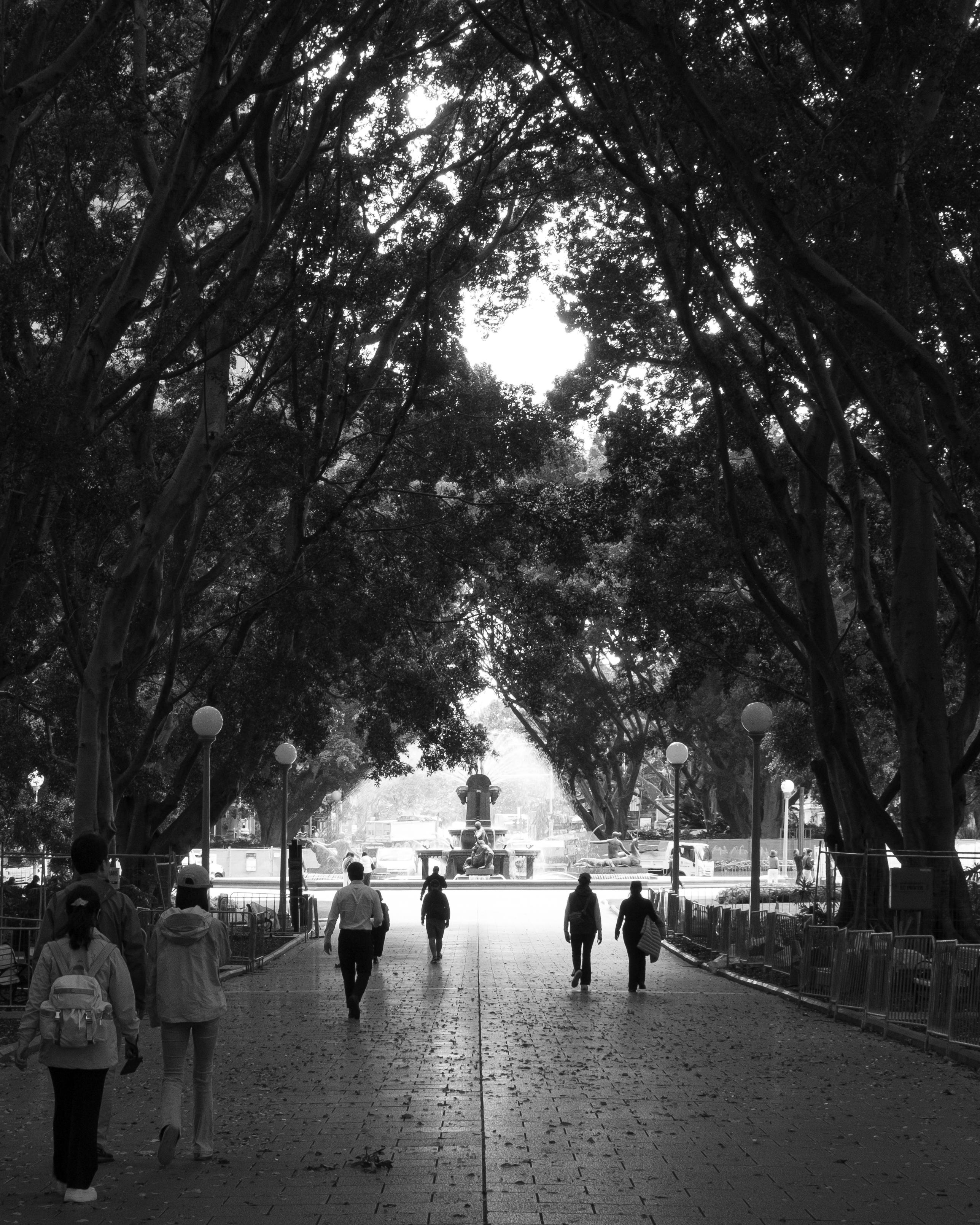 Black and white photo of a the path through the fig trees in Hyde Park, Sydney.