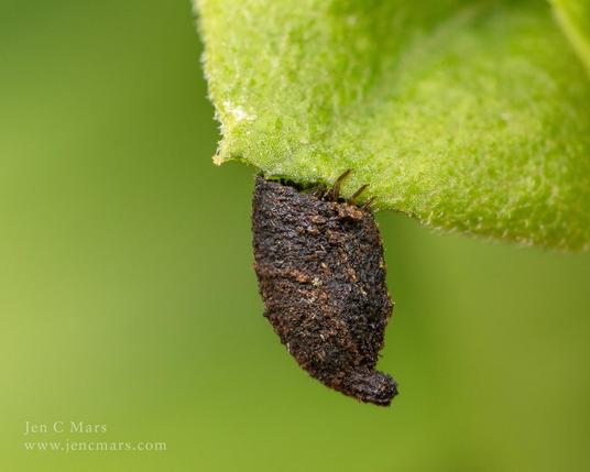 Posted media