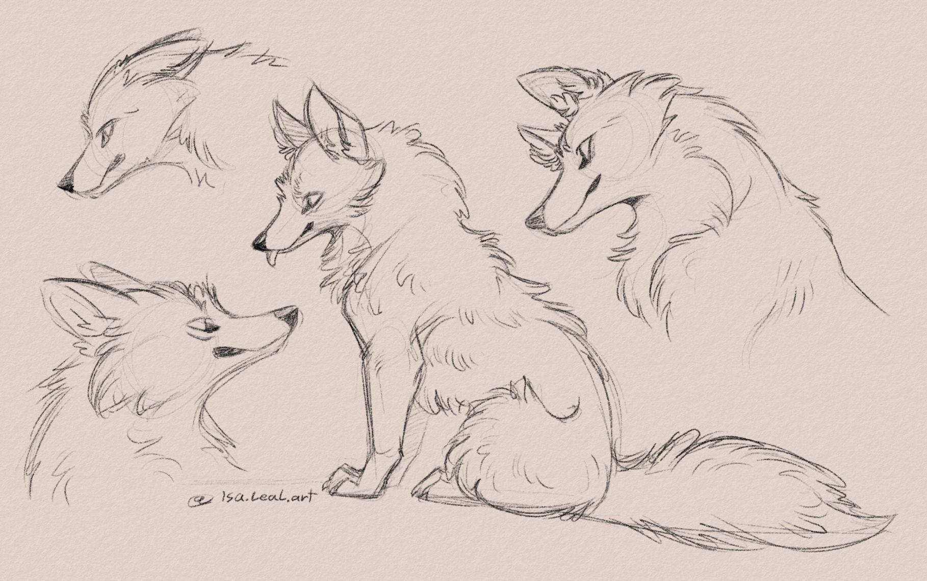 Sketches of wolves.