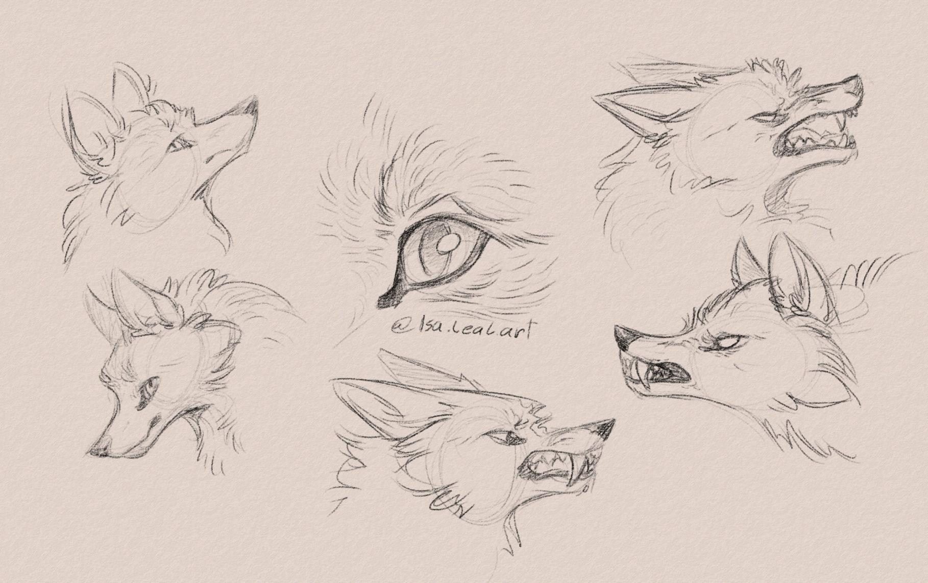 More sketches of wolves, now more focused on their faces, exploring different facial expressions.