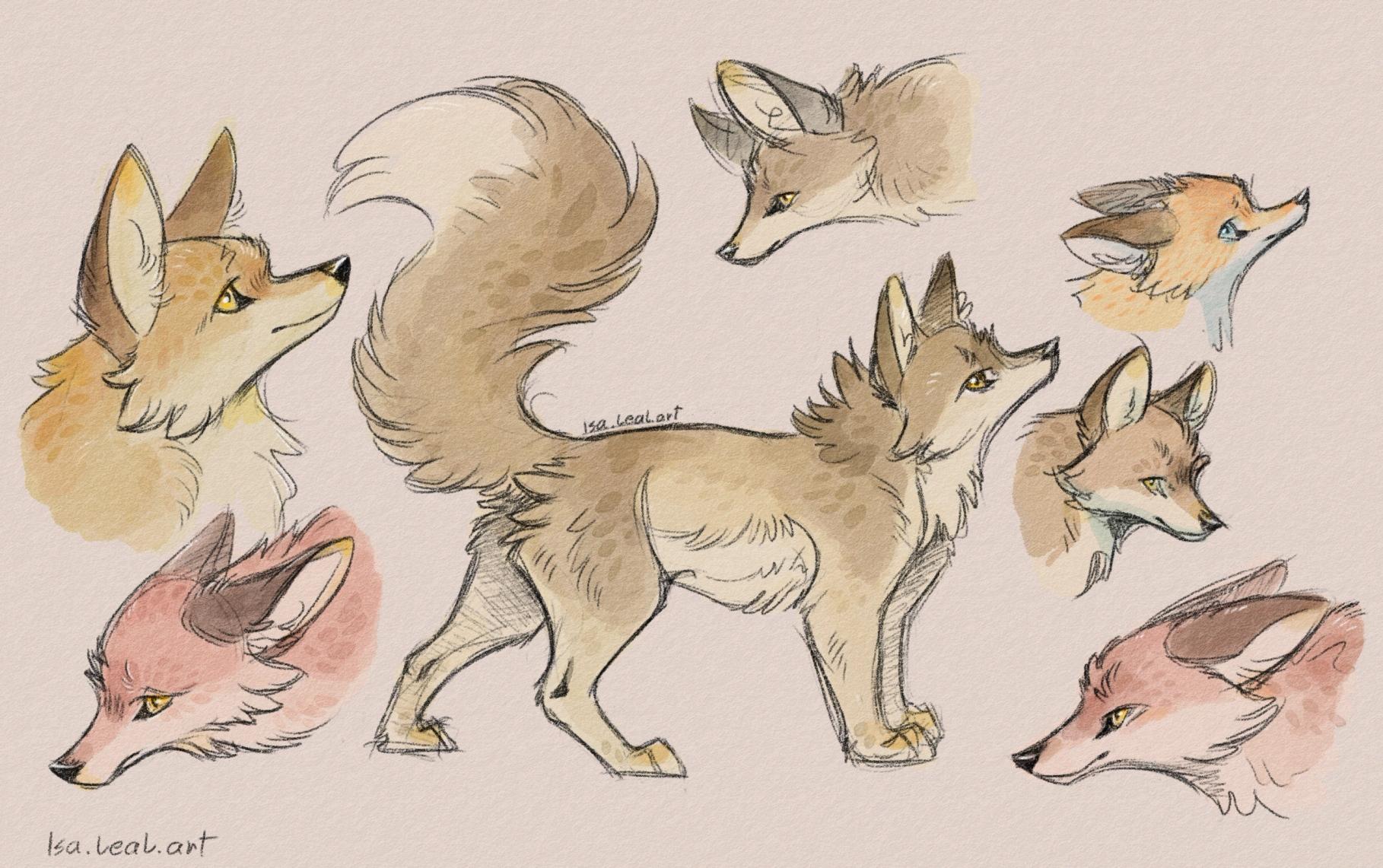 Sketches of canines, like wolves and foxes. They are colored with watercolors.