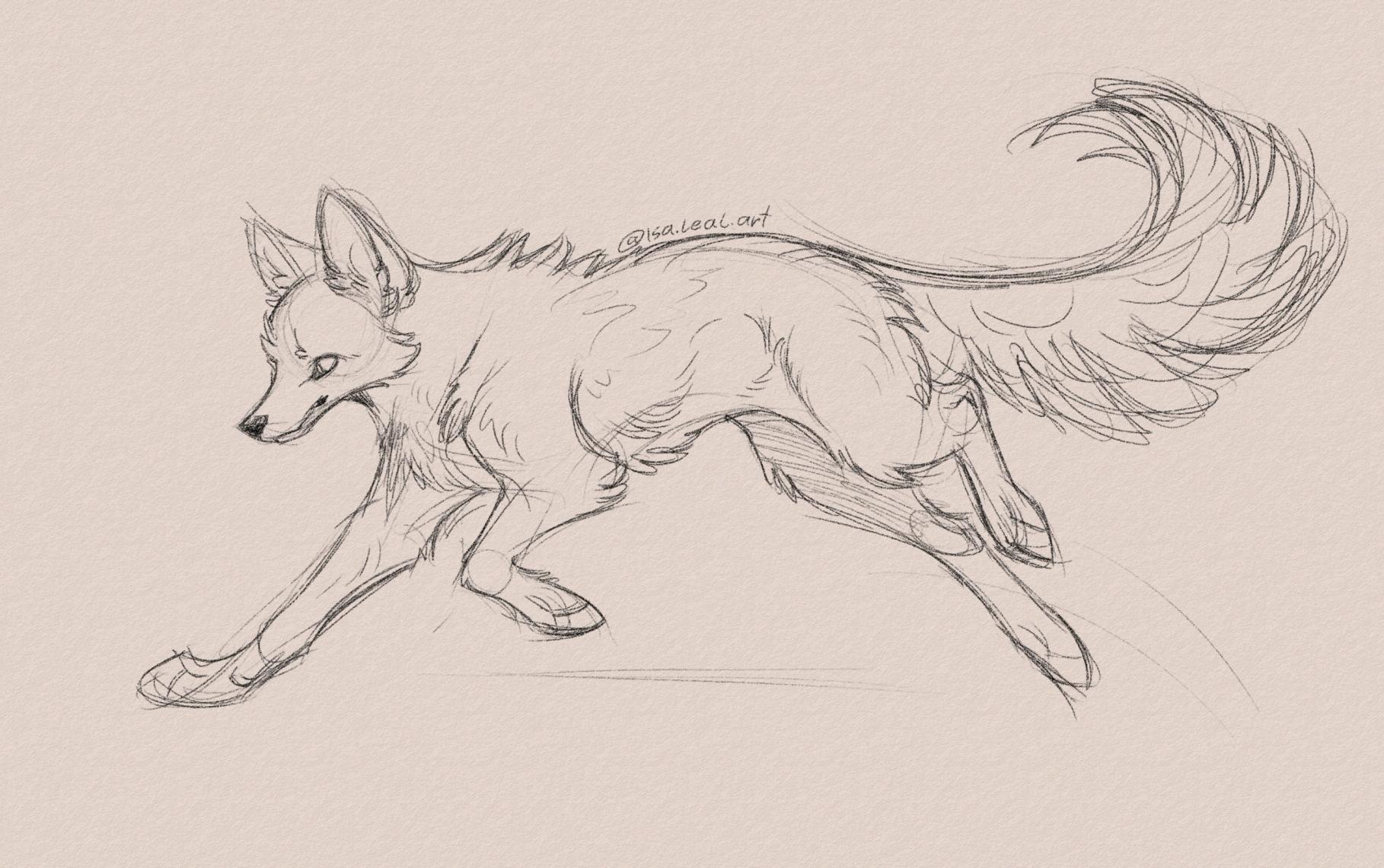 Sketch of a wolf.
