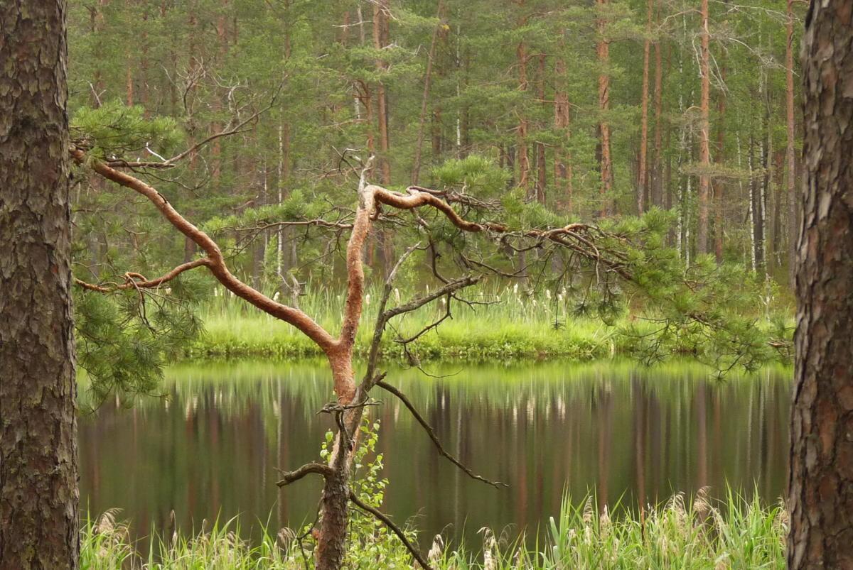 A large pond in the middle of the forest. The trees and reeds are reflected in the water, which is like a dark mirror. In the foreground, a pine tree with a beautifully twisted shape.