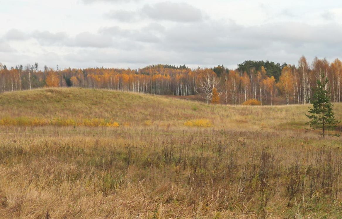 A gently rolling landscape: vast fields of dry grass. In the background, a birch forest ablaze with autumn colours.