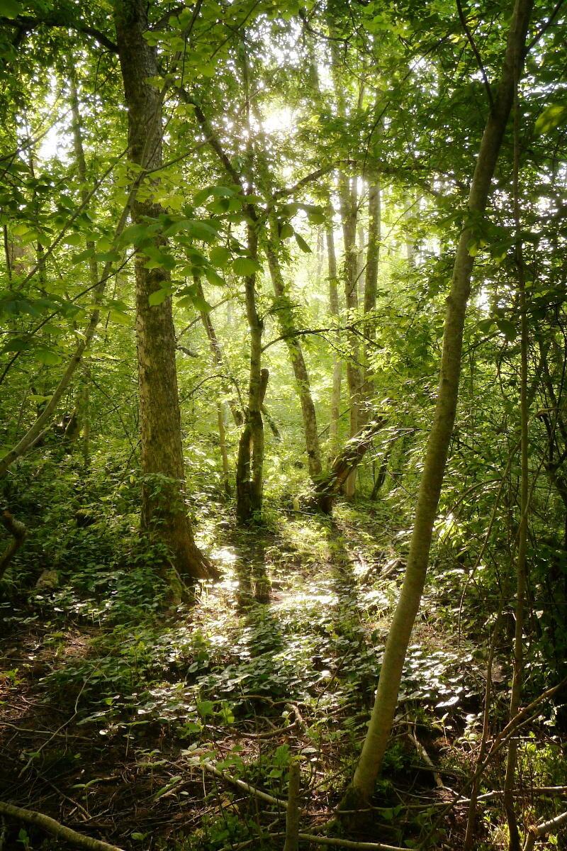 A patch of deciduous woodland. Everything is very green and dense. The sun illuminates the scene from behind, making the leaves glow as the light passes through them.