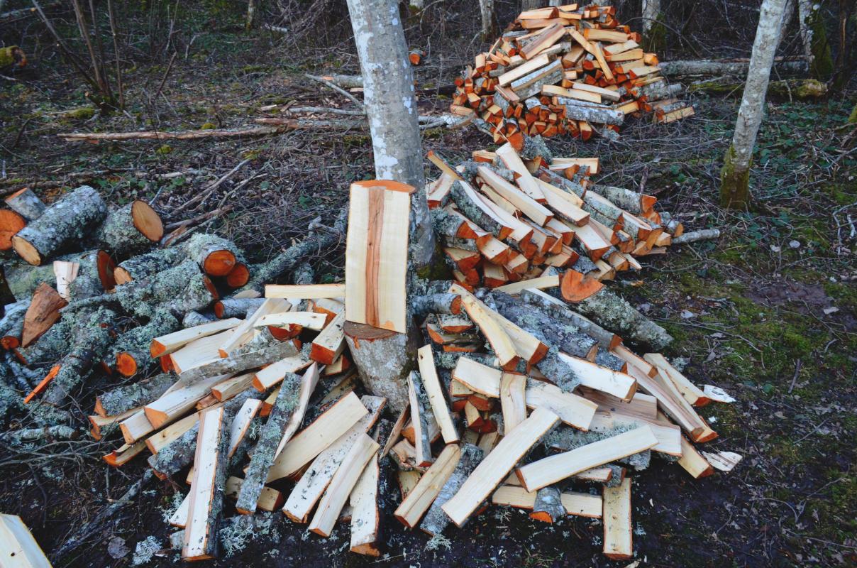 Freshly split logs in a forest in winter.