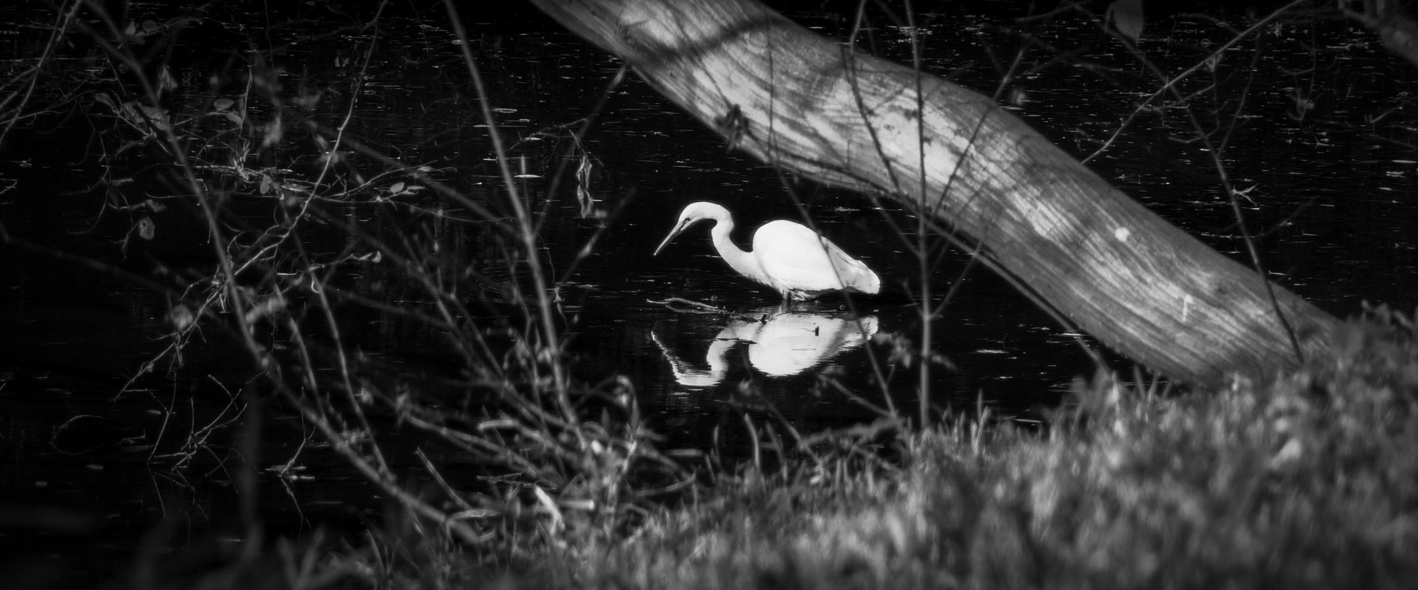 Black and white anamorphic lens photo of a heron.