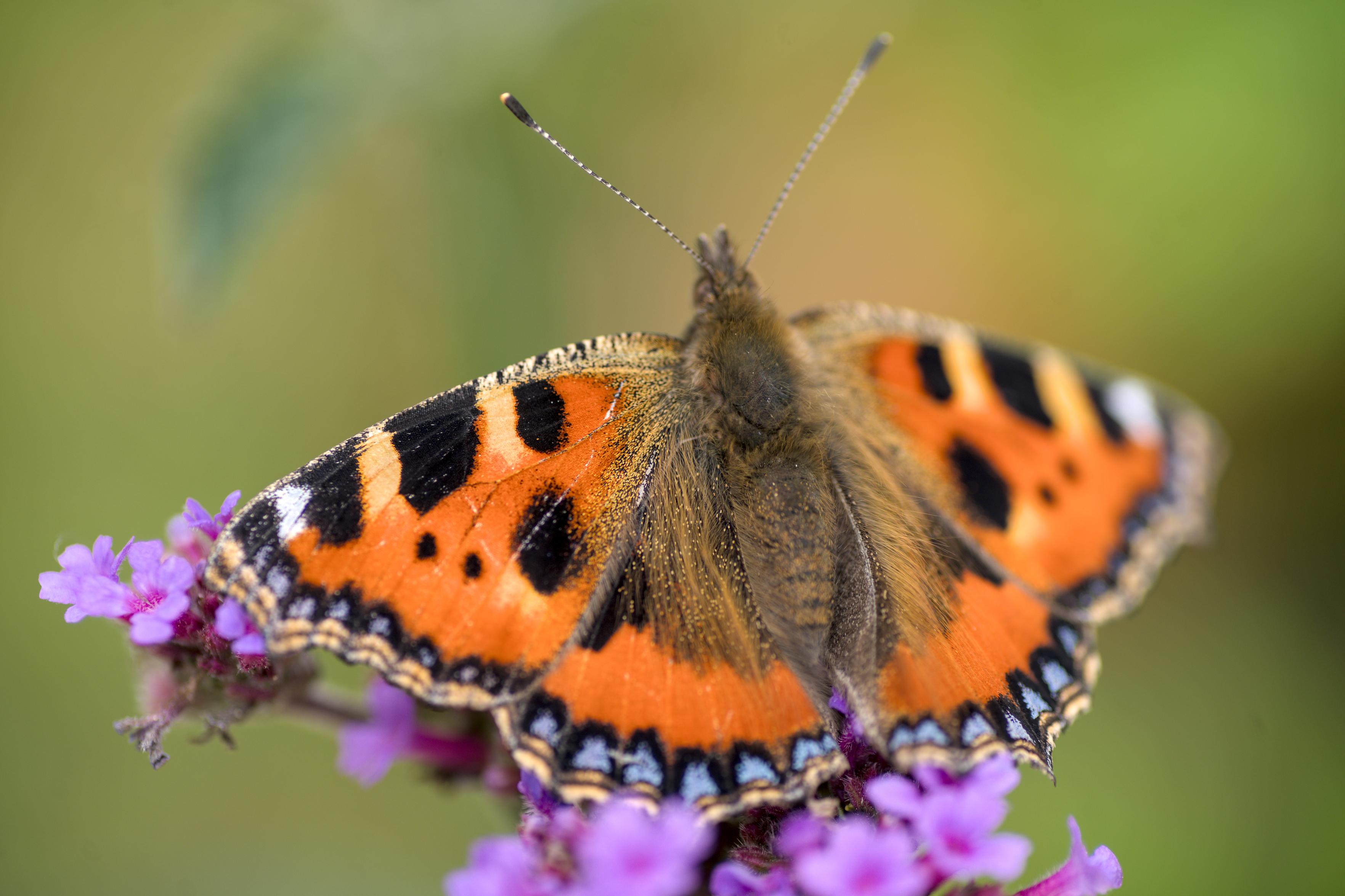 A tortoiseshell butterfly on a purple flower. Its wings are open - mostly red-orange, with some creamy yellow, black, and white stripes along the top, and blue dabs along the bottom edges of the wings. Its body is brown and furry and looks very soft.