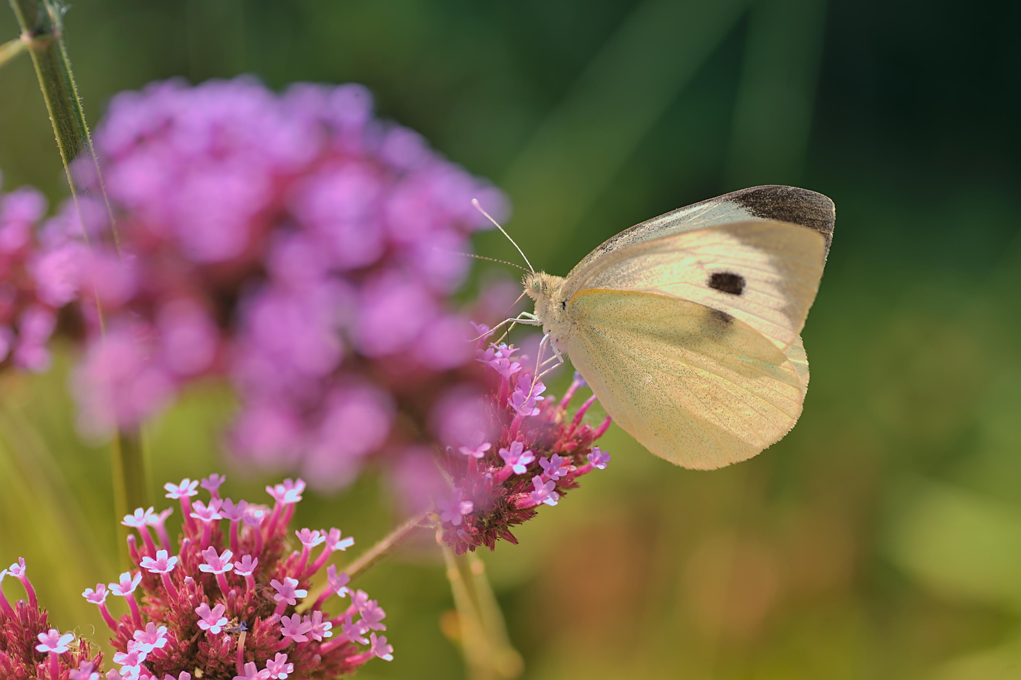 A cabbage white butterfly on a purple flower. It has delicate creamy yellow wings with black upper wing tips and a black spot on each top wing.