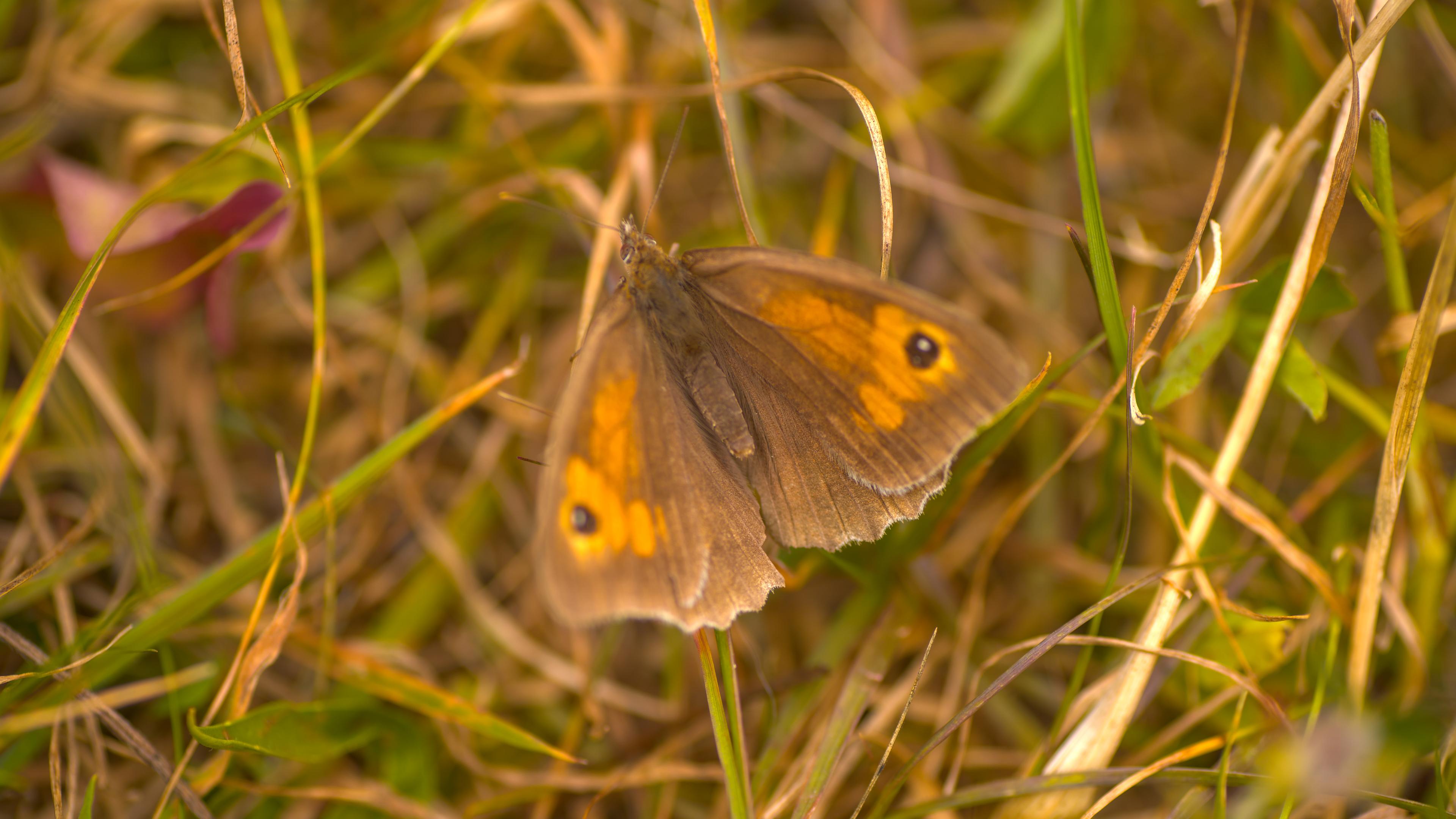 A gatekeeper butterfly on dry grass. It's mostly brown, with orange smears along the top wings, ending in an orange ring with a black spot in it.