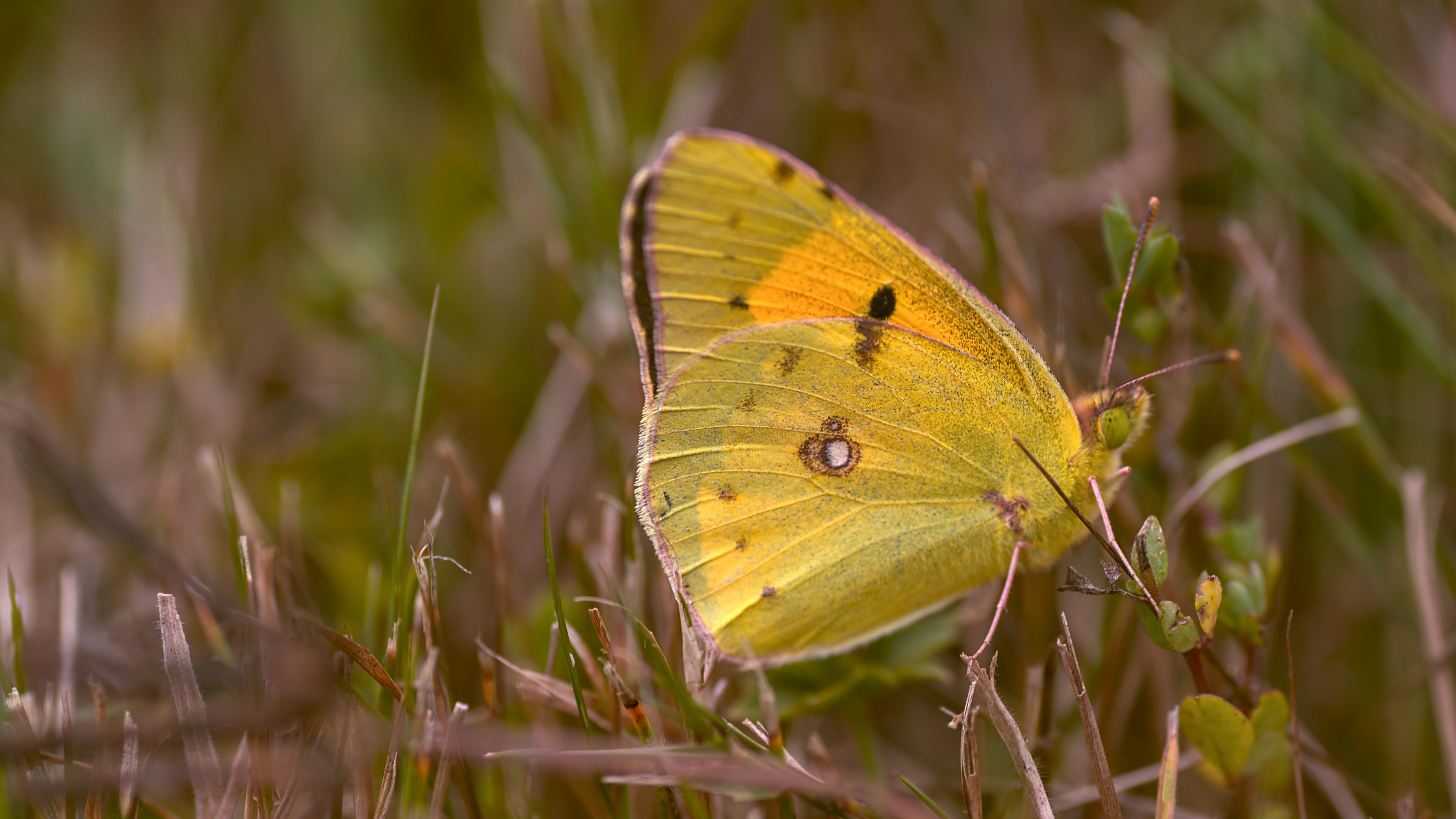 A clouded yellow butterfly. It's a pastelly yellow-green with some black spots and a white spot on the lower wing.