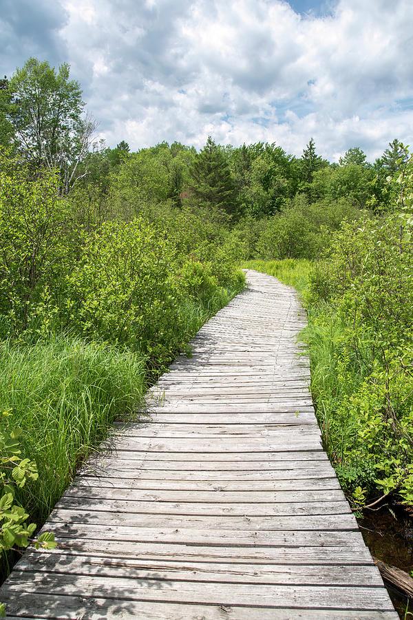 In Petroglyphs Provincial Park, Ontario, a boardwalk leads on an enchanting journey through the natural beauty of the landscape as it meanders through a captivating swamp towards a lush forest.
